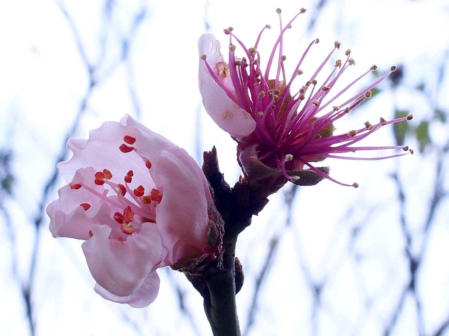 陳永鑑櫻桃花作品20220122i.jpg