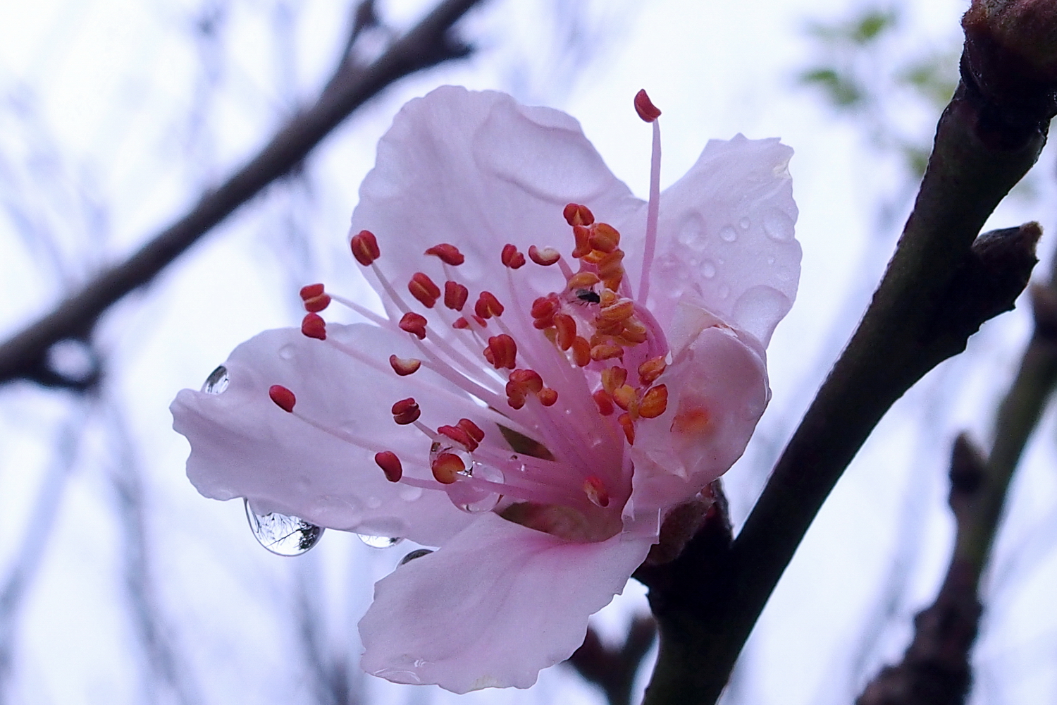 陳永鑑櫻桃花作品20220123j.jpg
