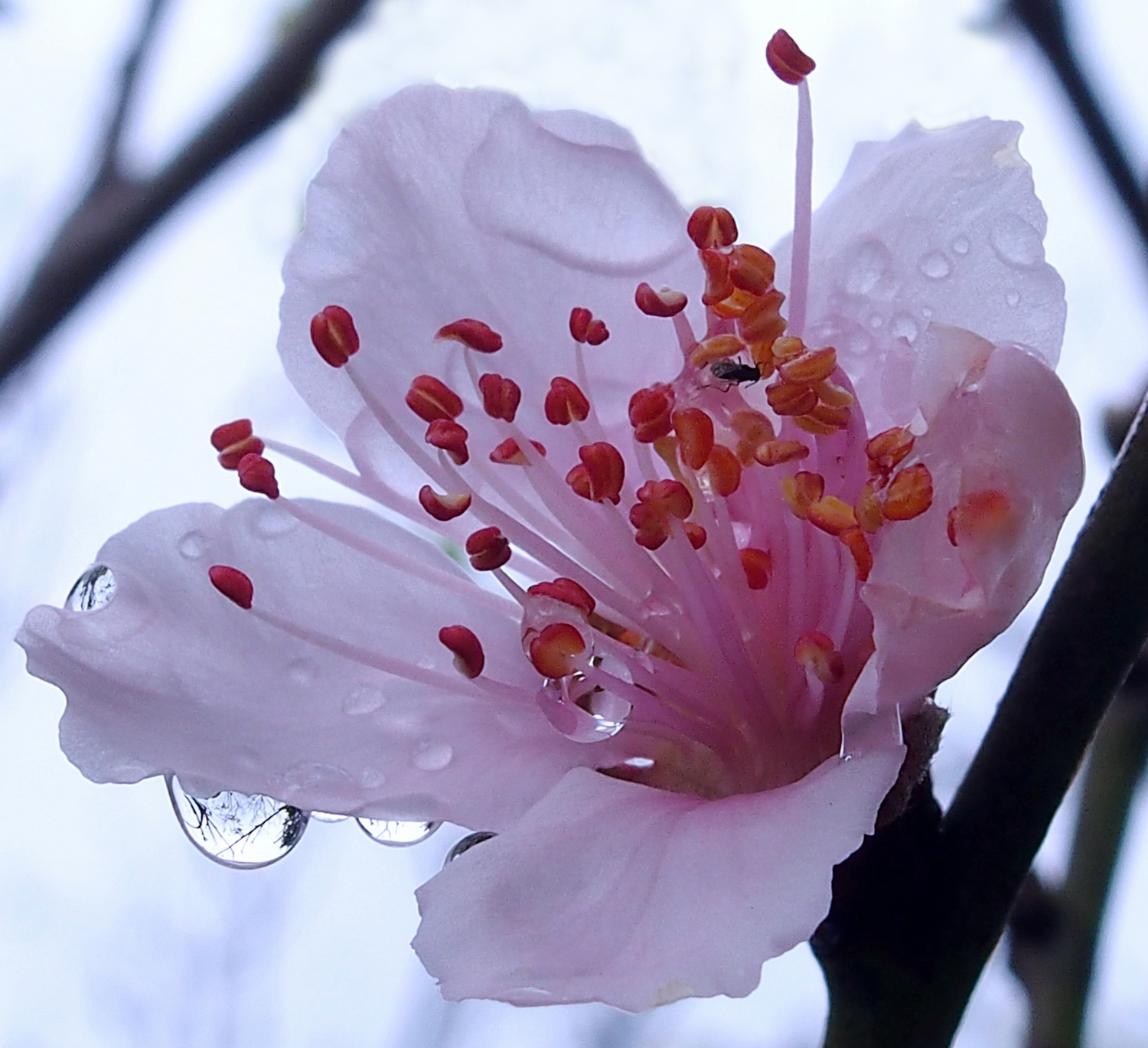 陳永鑑櫻桃花作品20220123i.jpg