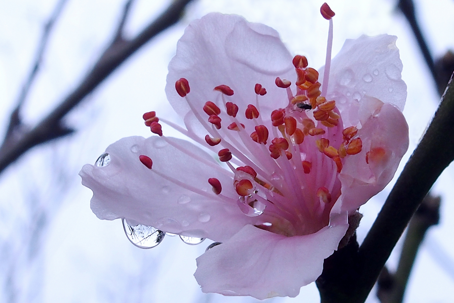 陳永鑑櫻桃花作品20220123h.jpg