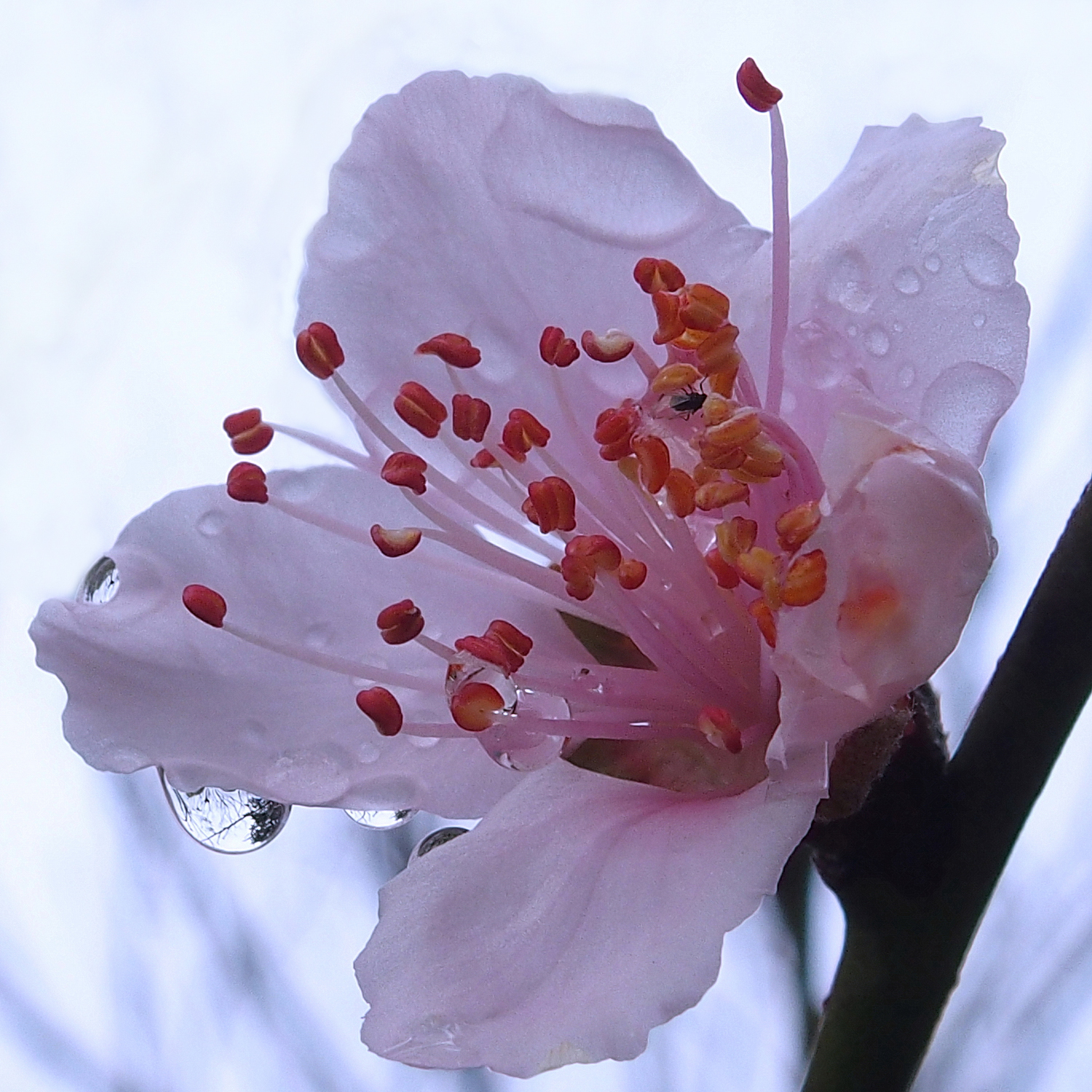 陳永鑑櫻桃花作品20220123g.jpg