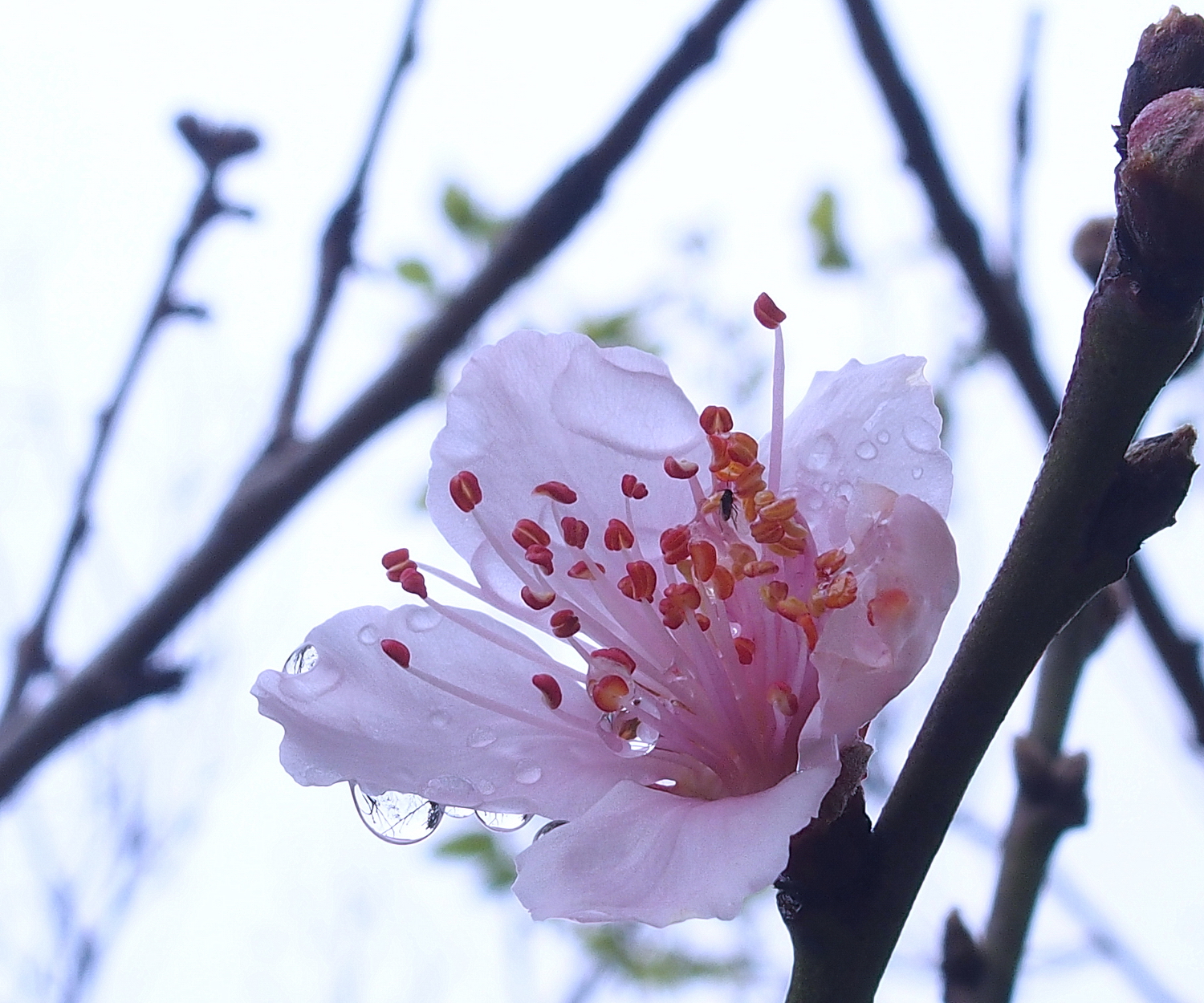 陳永鑑櫻桃花作品20220123e.jpg