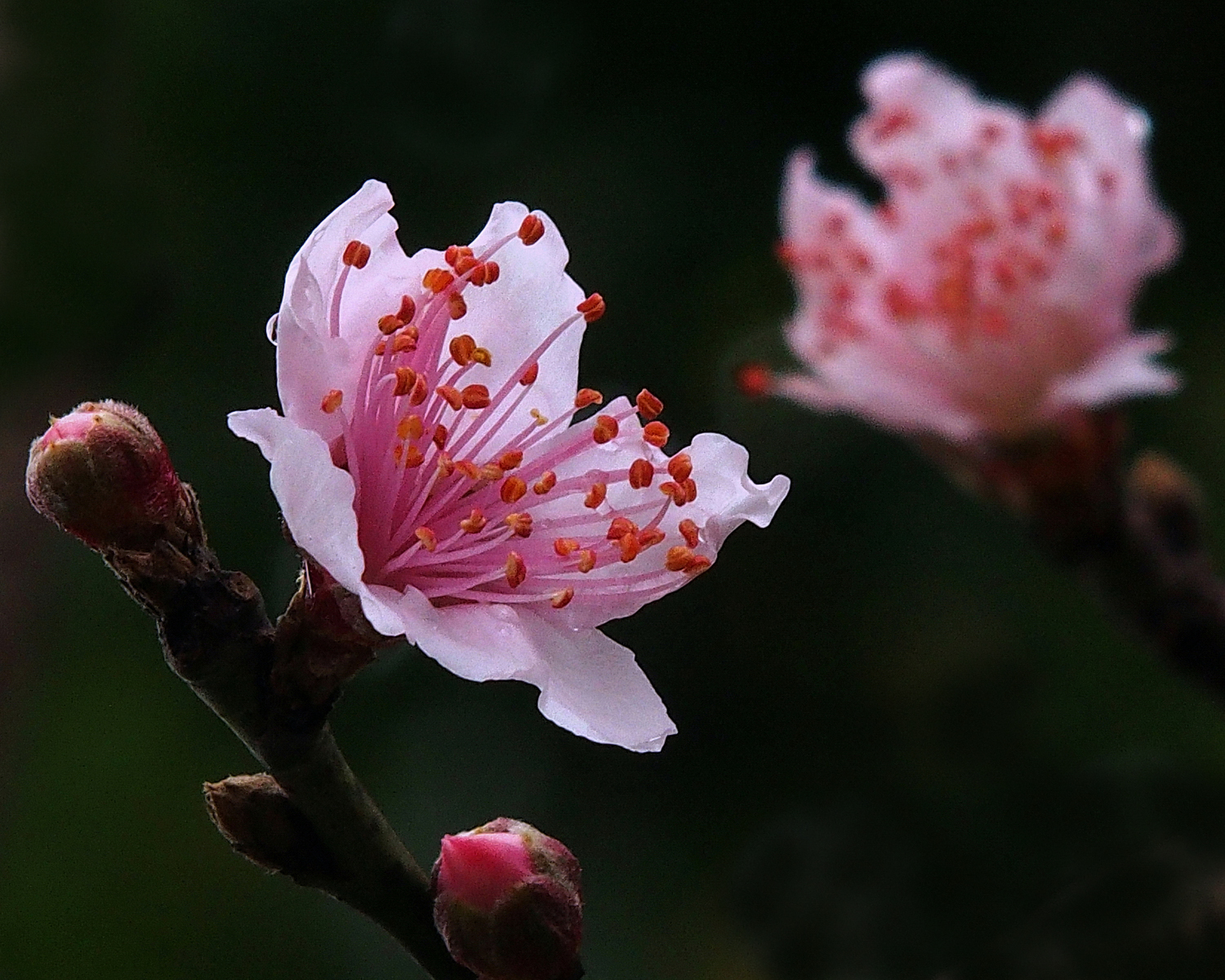 陳永鑑櫻桃花作品20220123p.jpg