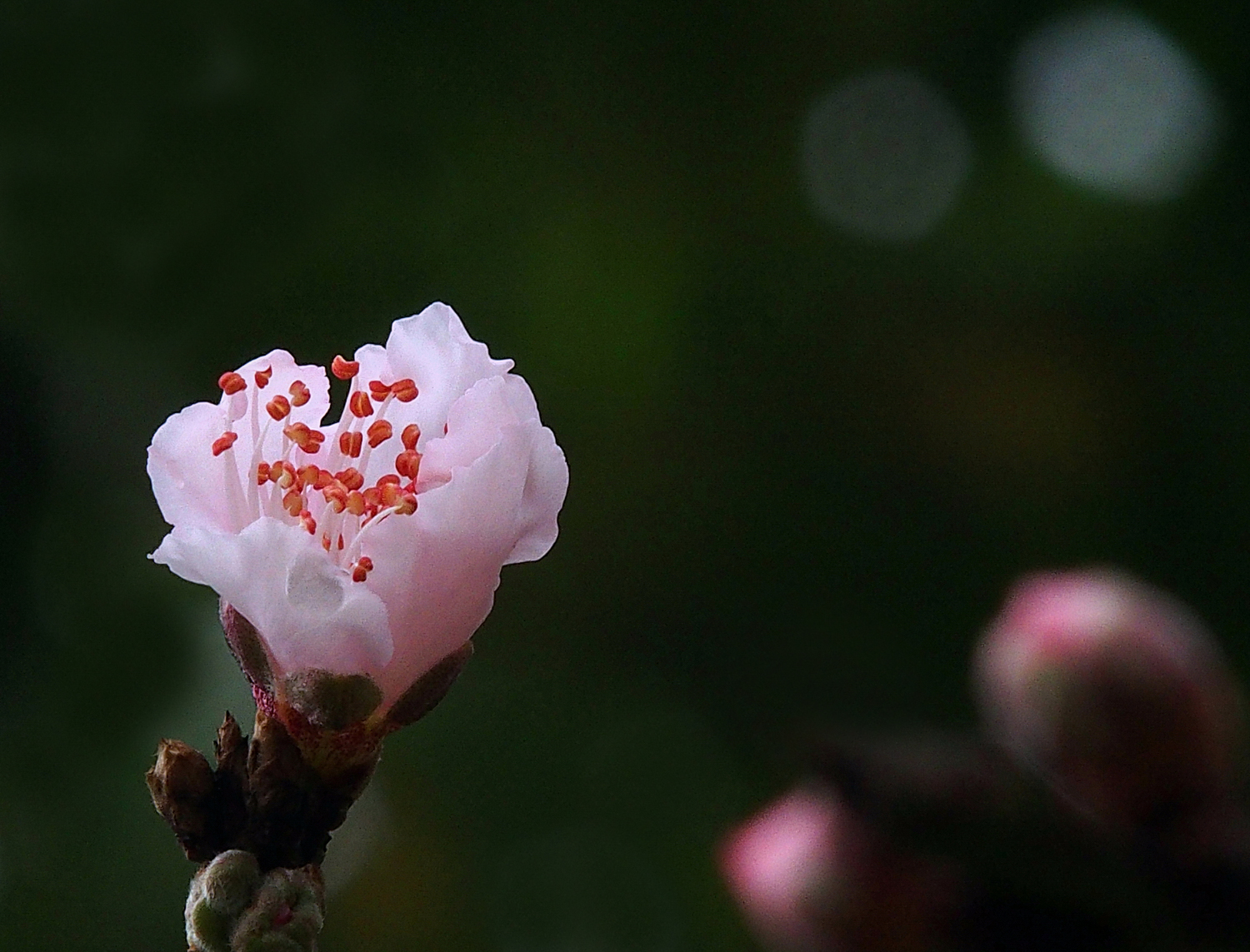陳永鑑櫻桃花作品20220123n.jpg