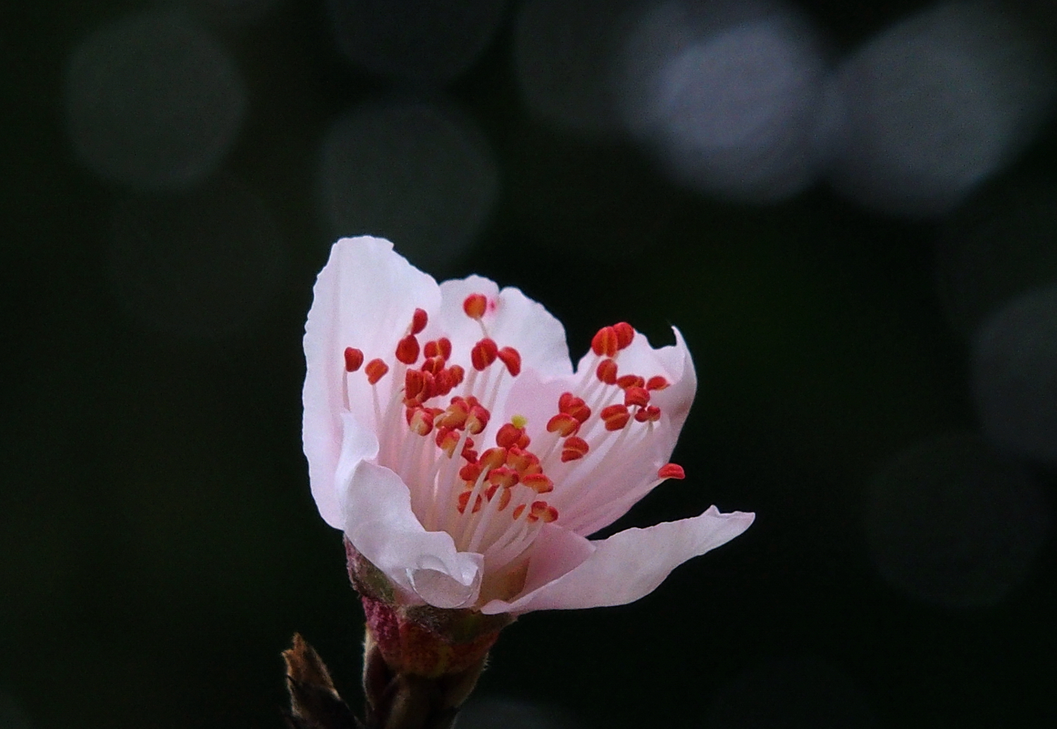 陳永鑑櫻桃花作品20220123m.jpg