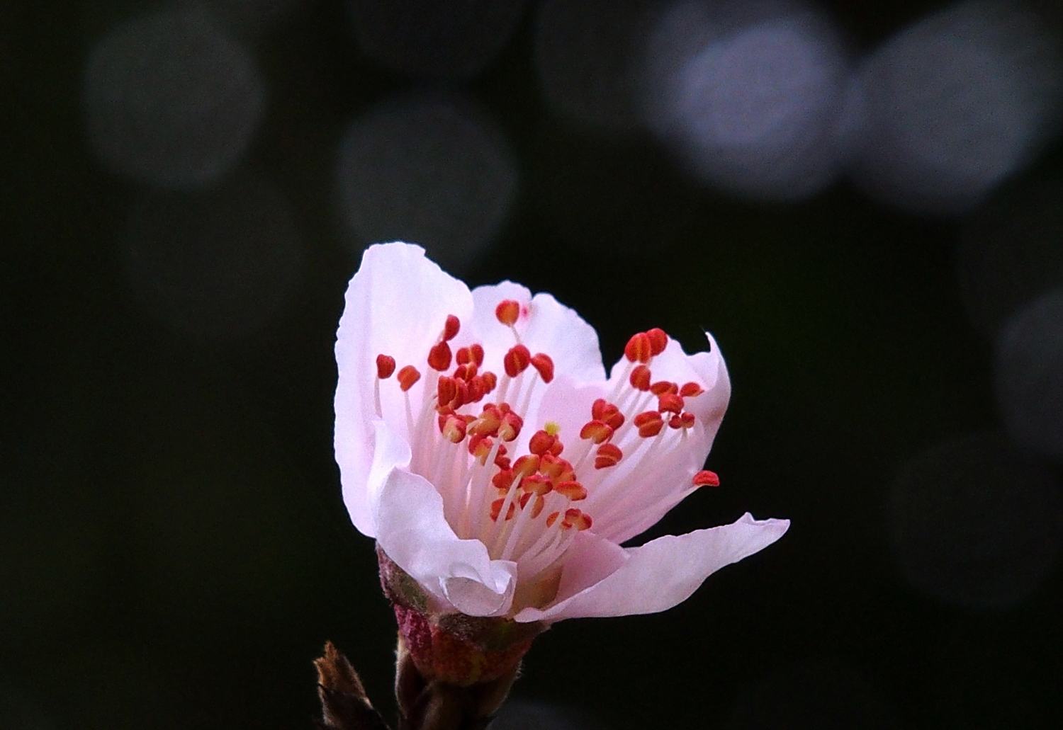 陳永鑑櫻桃花作品20220123l.jpg