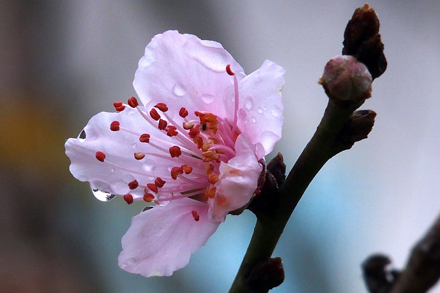 陳永鑑櫻桃花作品20220124g.jpg