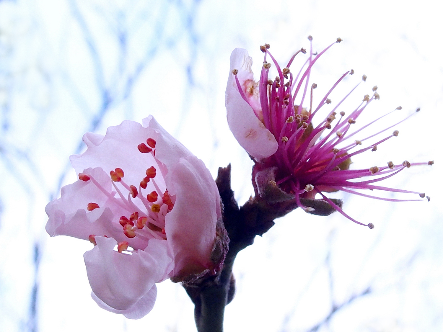 陳永鑑櫻桃花作品20220124e.jpg