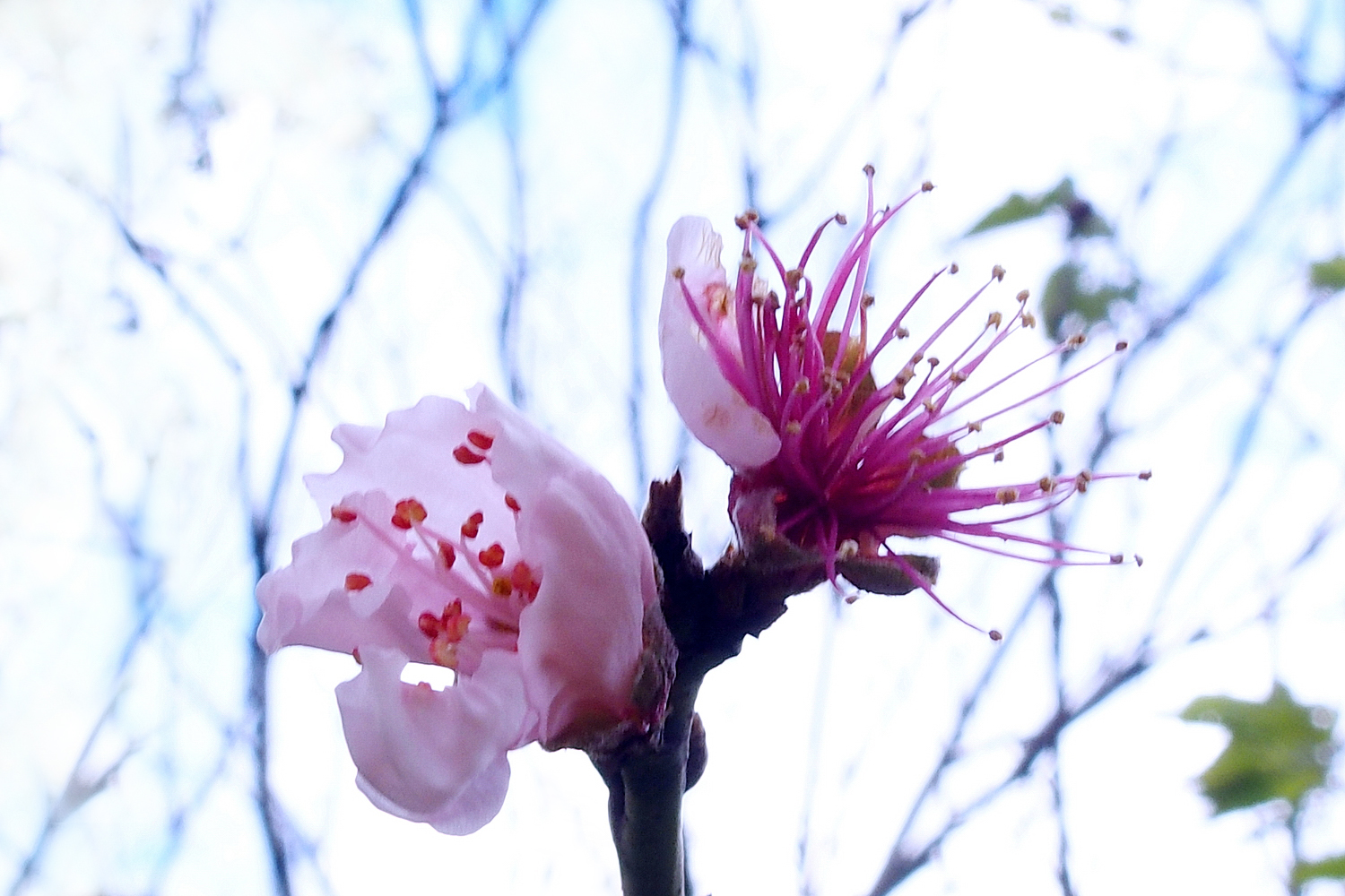 陳永鑑櫻桃花作品20220124c.jpg