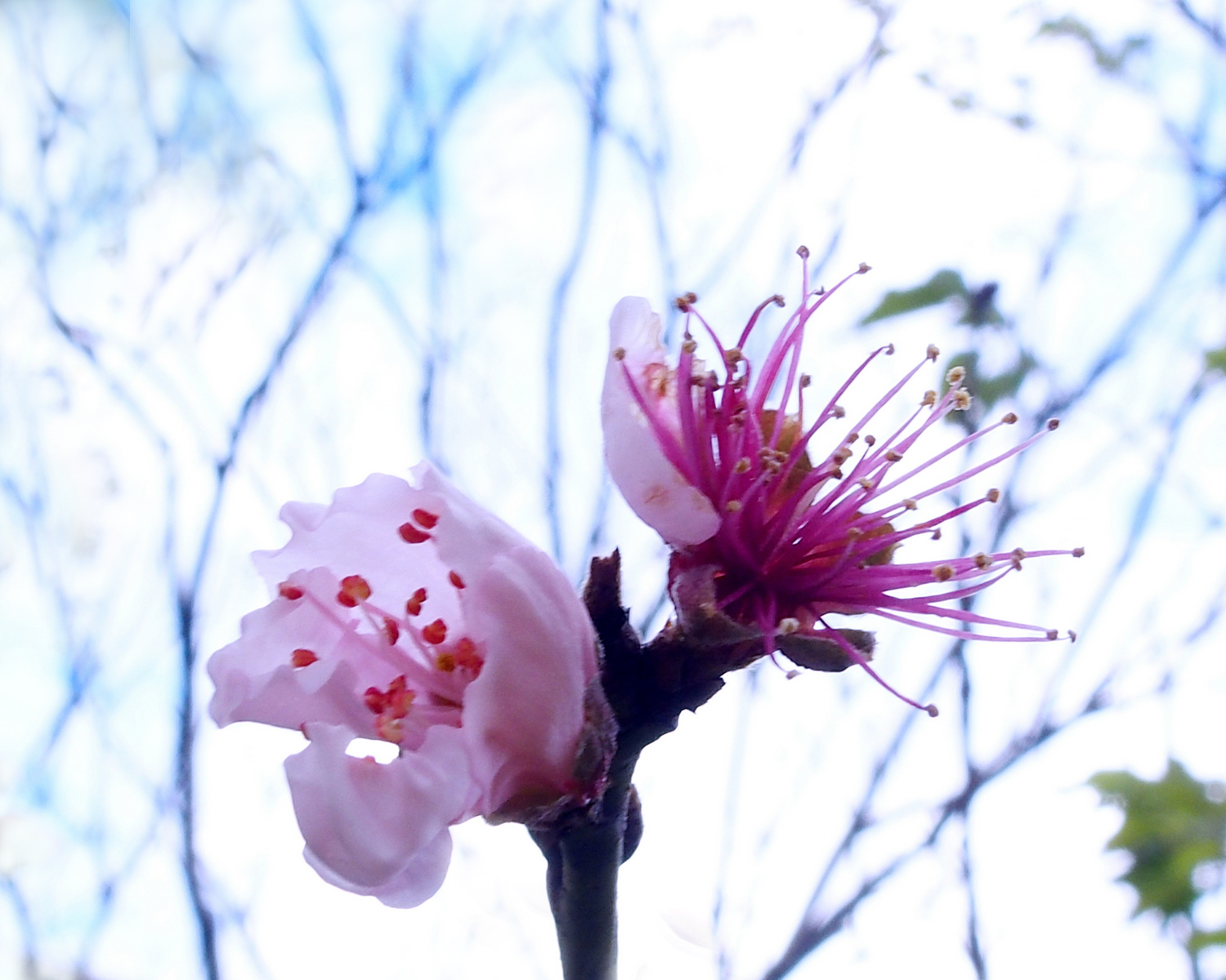 陳永鑑櫻桃花作品20220124b.jpg