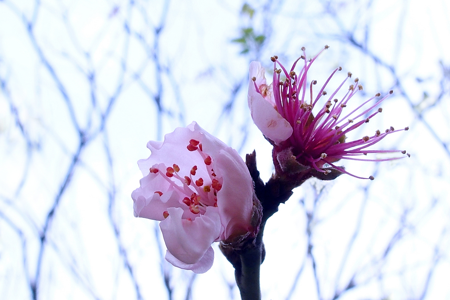 陳永鑑櫻桃花作品20220124a.jpg