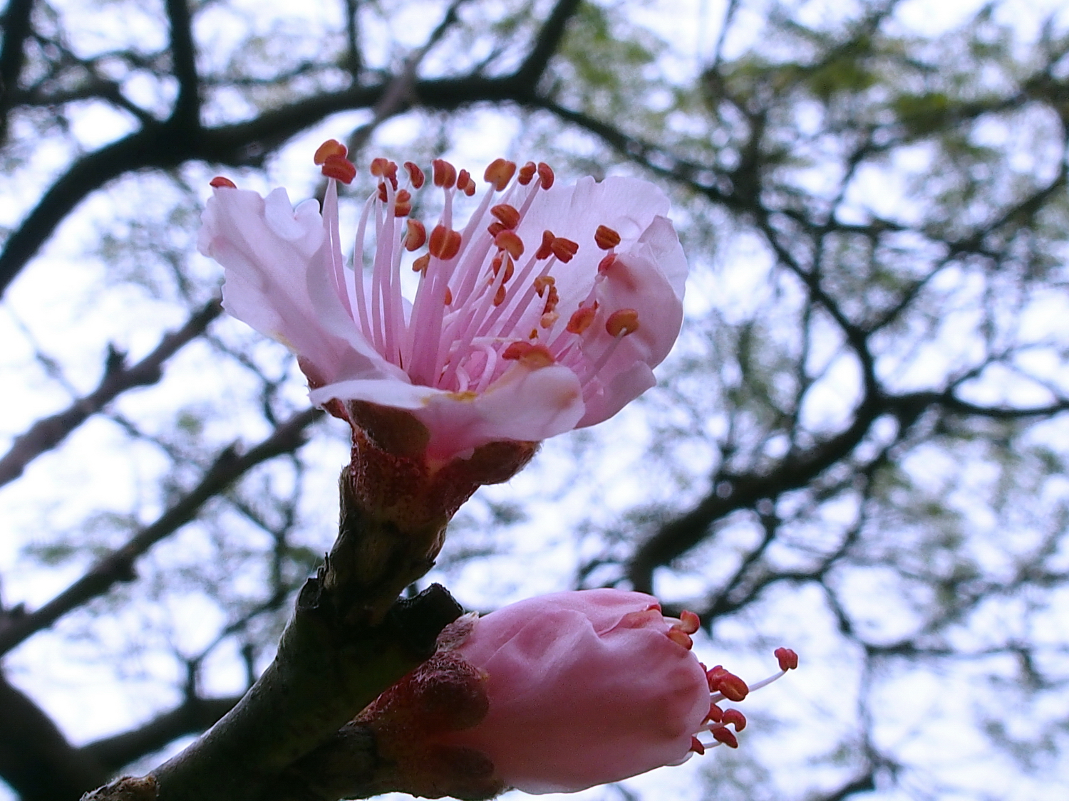 陳永鑑櫻桃花作品20220124n.jpg