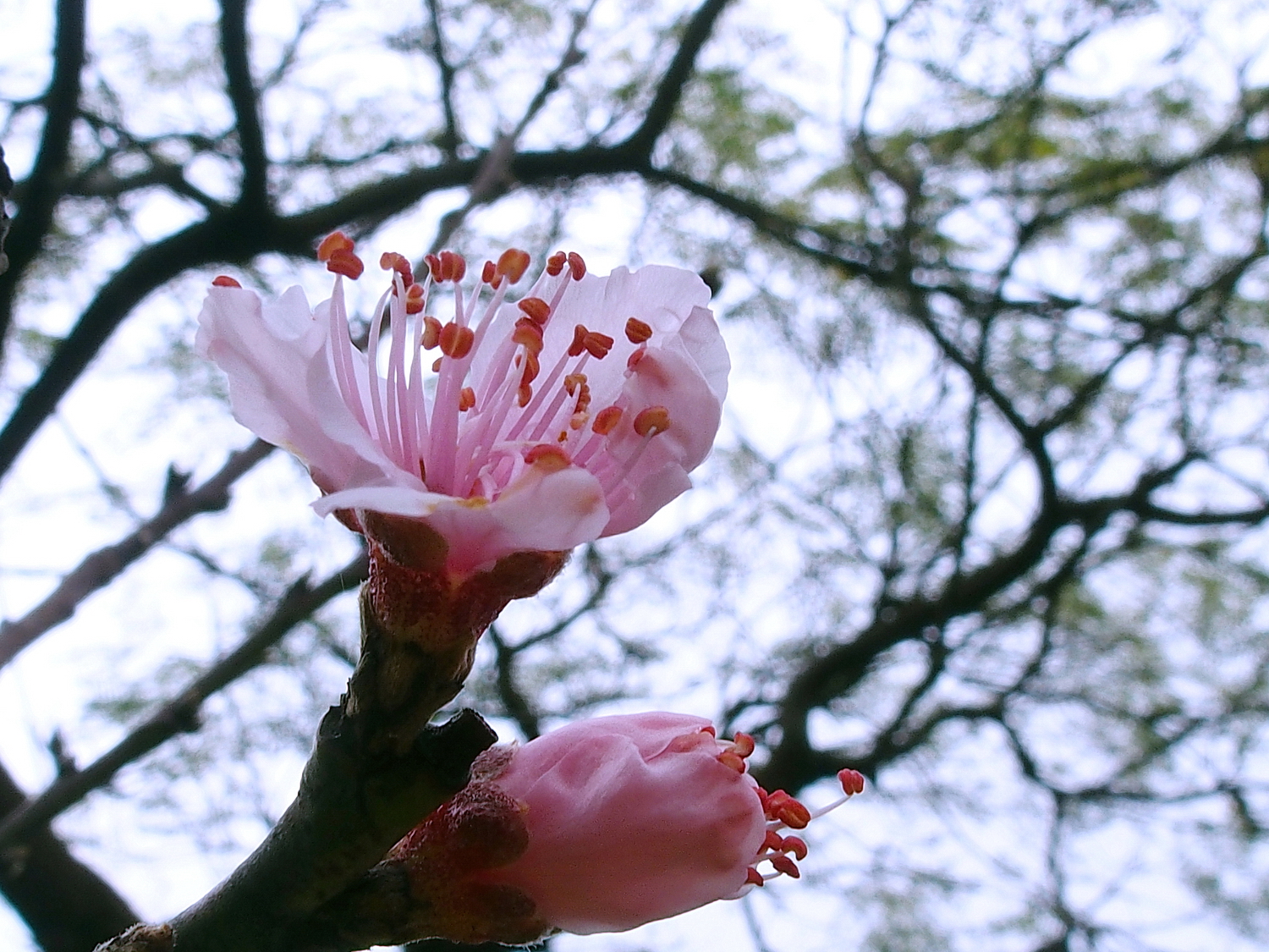 陳永鑑櫻桃花作品20220124m.jpg