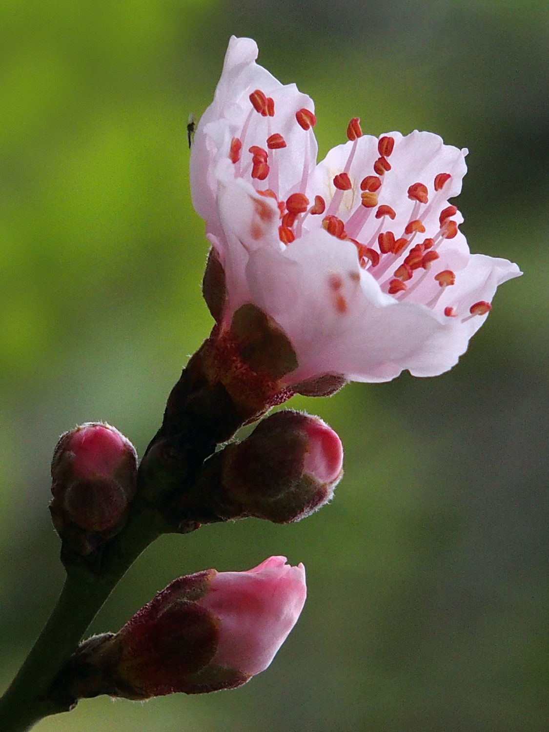 陳永鑑櫻桃花作品20220124j.jpg