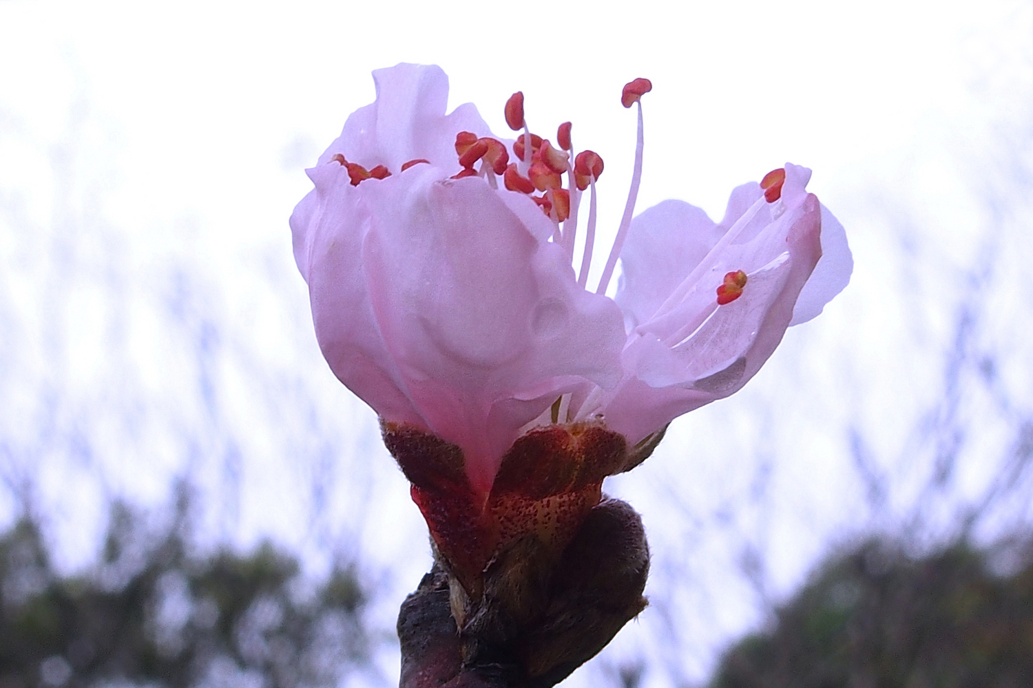 陳永鑑櫻桃花作品20220125f.jpg
