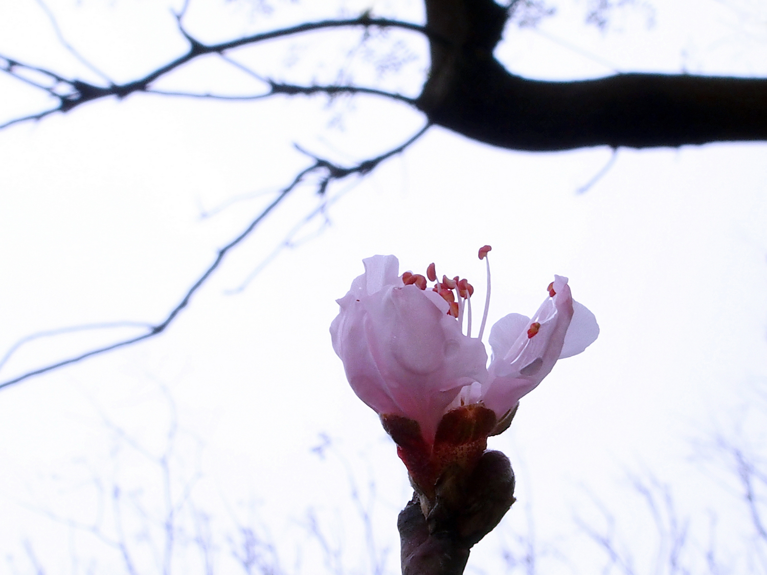 陳永鑑櫻桃花作品20220125e.jpg