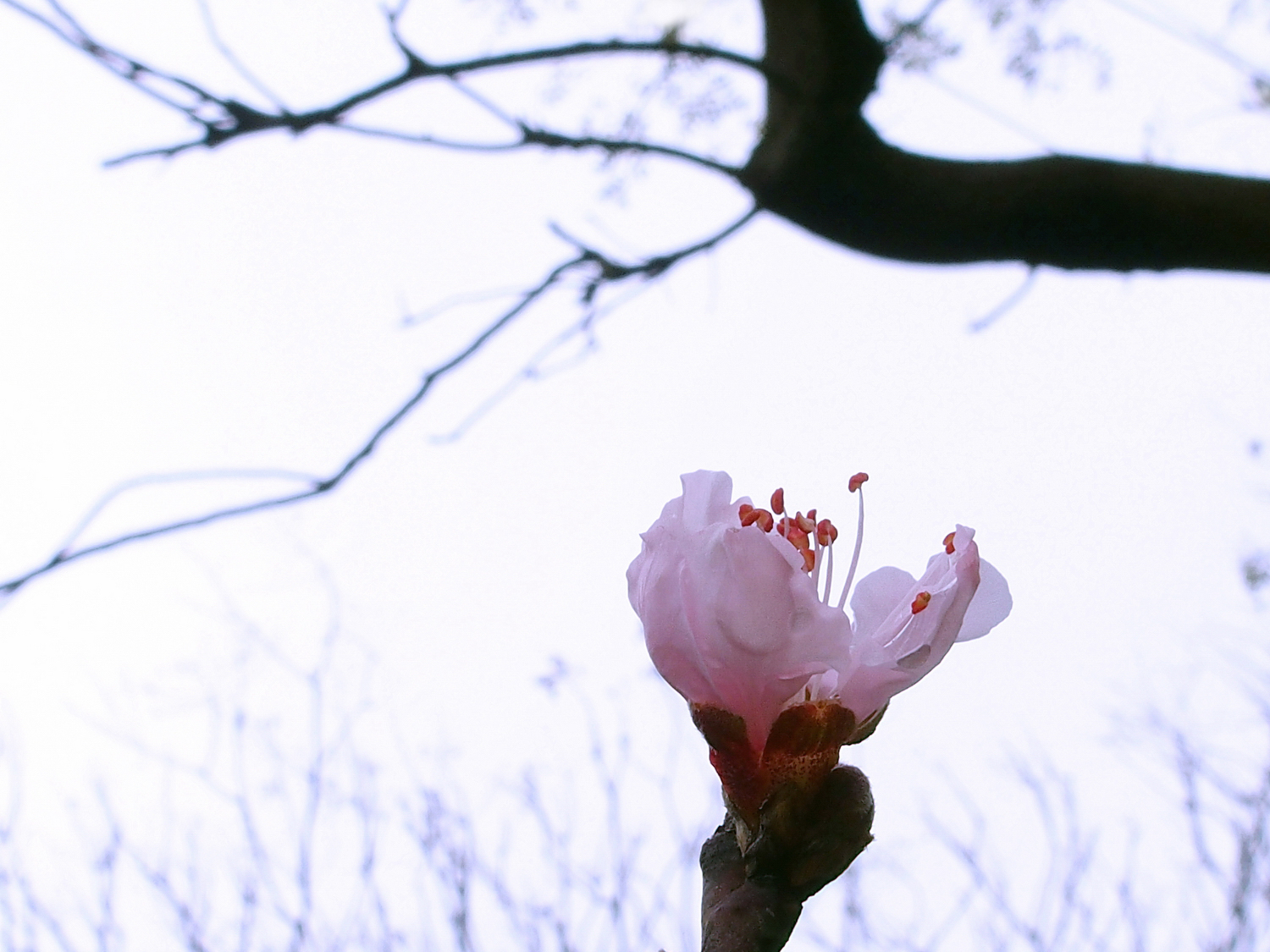 陳永鑑櫻桃花作品20220125d.jpg