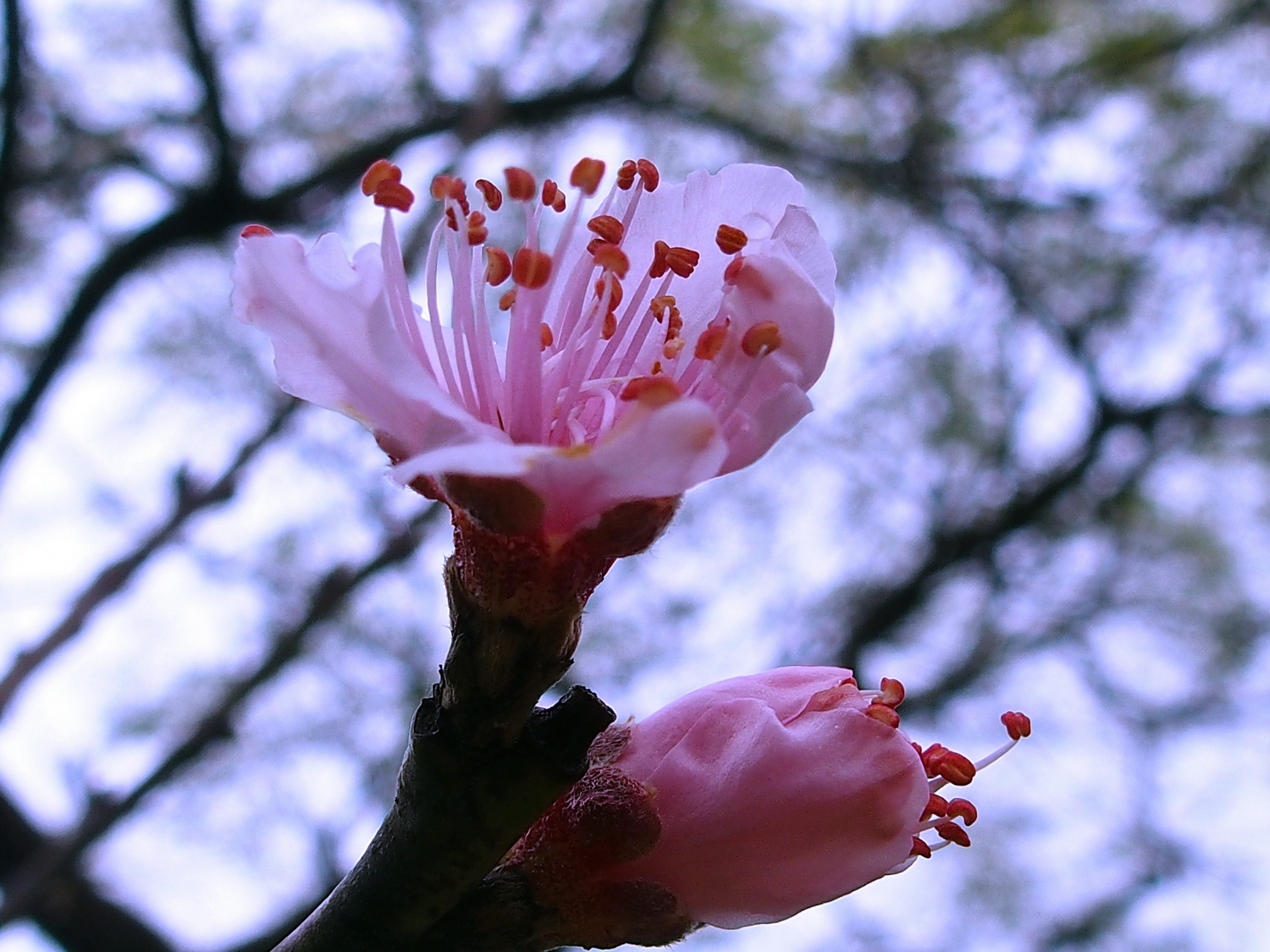 陳永鑑櫻桃花作品20220125b.jpg