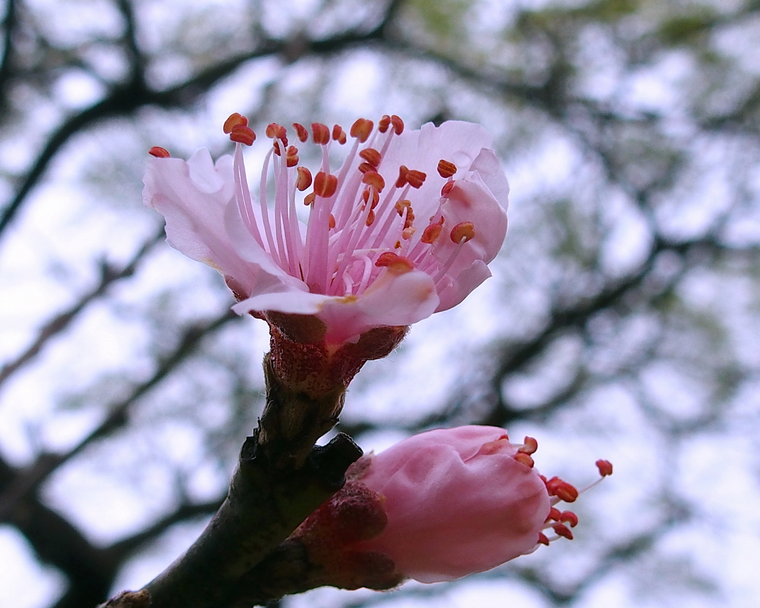 陳永鑑櫻桃花作品20220125a.jpg