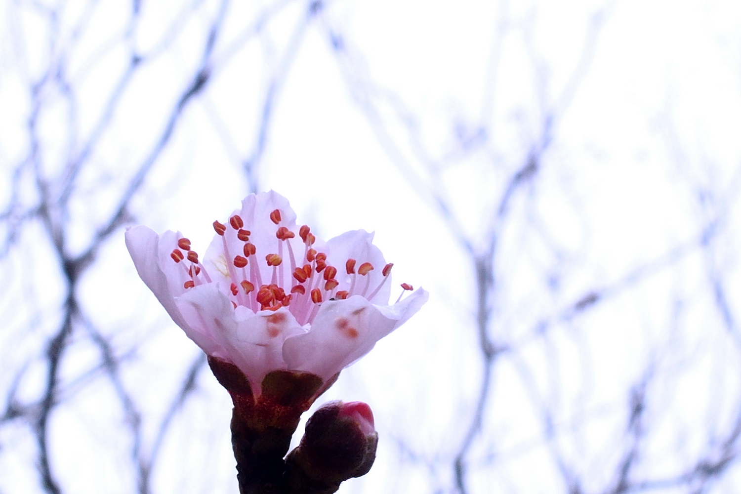 陳永鑑櫻桃花作品20220125k.jpg