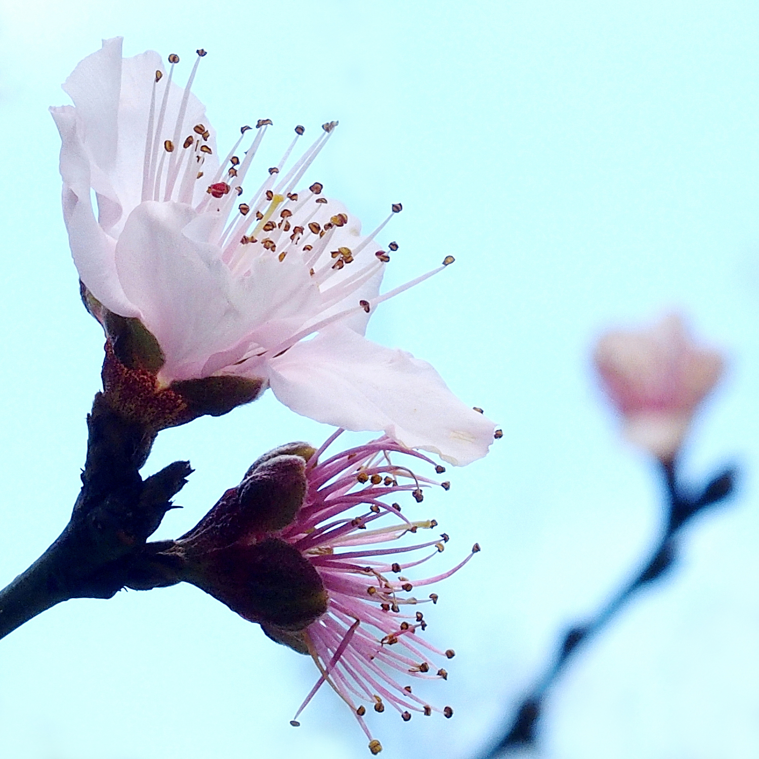 陳永鑑櫻桃花作品20220127t.jpg