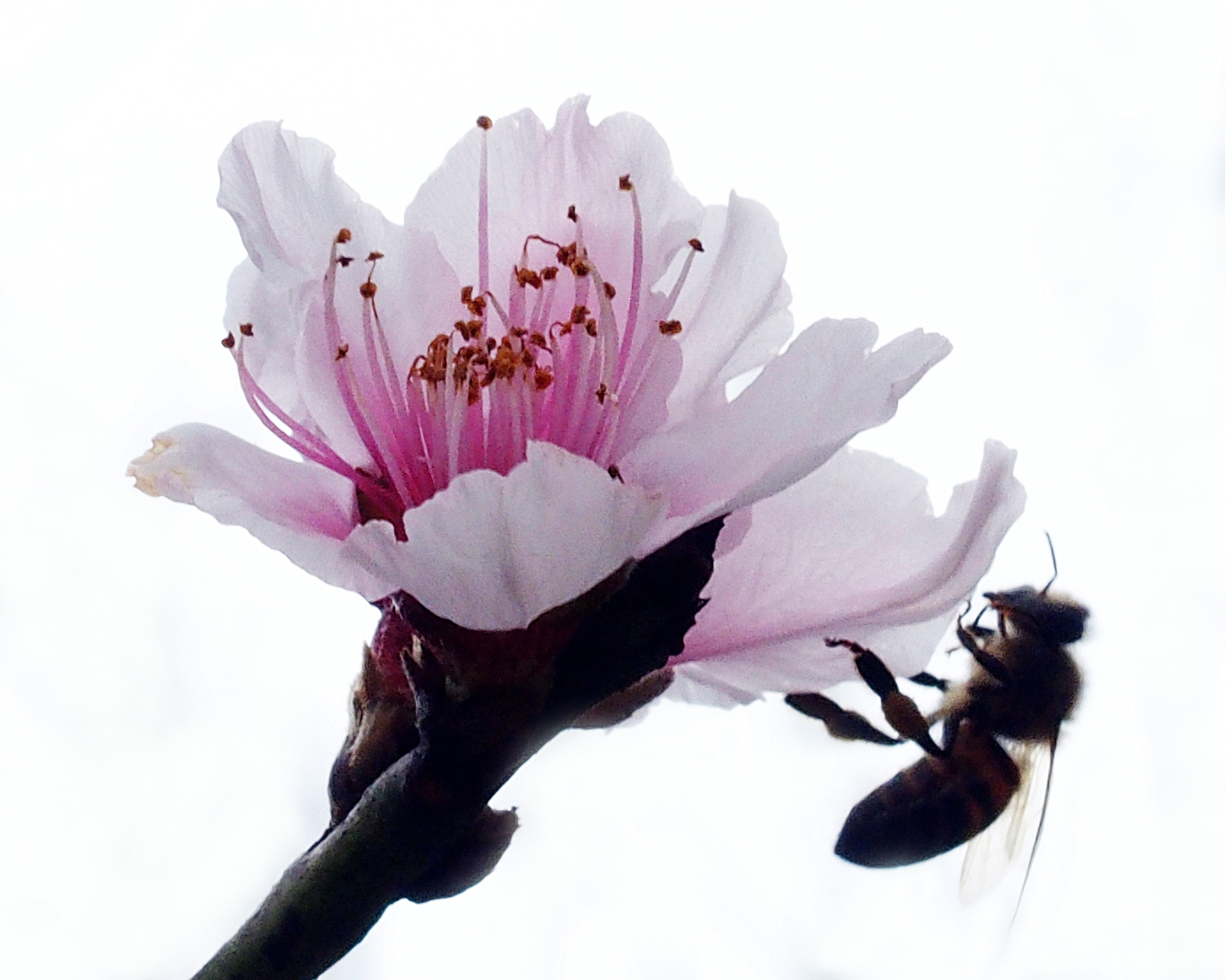 陳永鑑櫻桃花作品20220128b.jpg