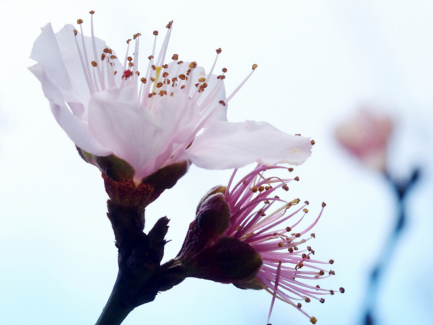 陳永鑑櫻桃花作品20220127v.jpg