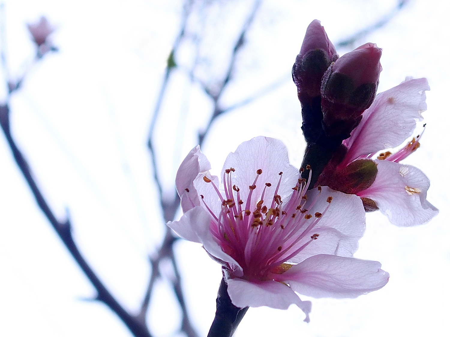 陳永鑑櫻桃花作品20220130d.jpg