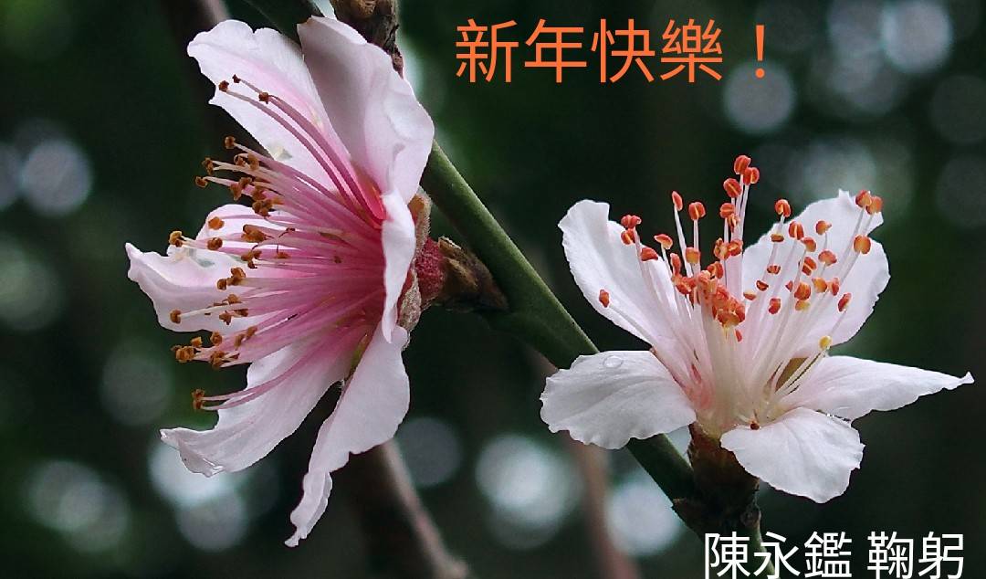 陳永鑑櫻桃花作品20220201a.jpg