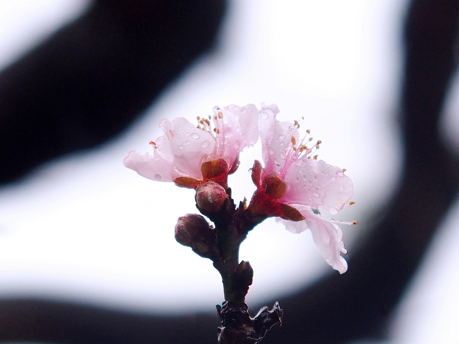 陳永鑑櫻桃花作品20220201n.jpg