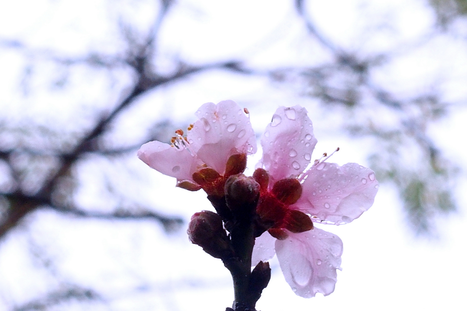 陳永鑑櫻桃花作品20220202l.jpg