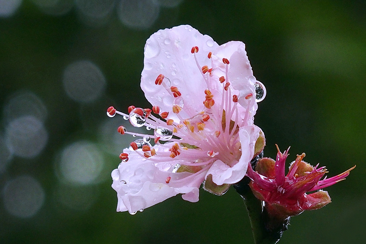 陳永鑑櫻桃花作品20220204n.jpg