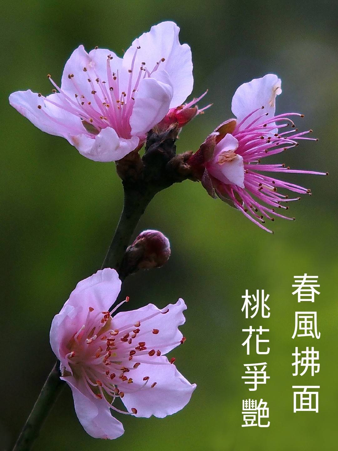 陳永鑑櫻桃花作品20220208q.jpg