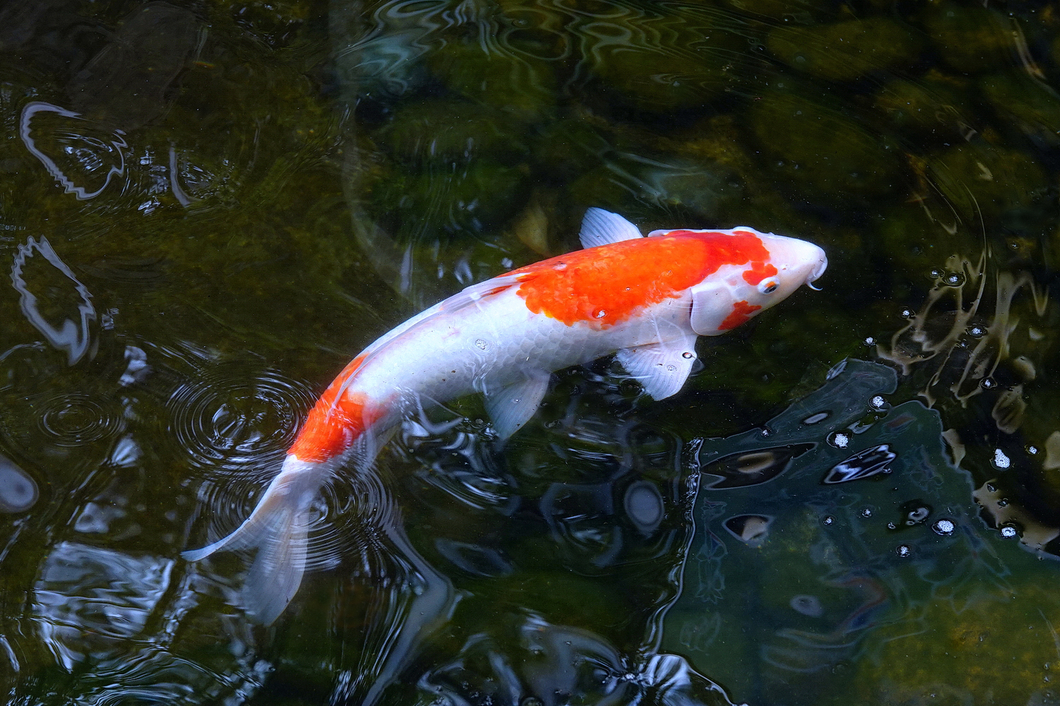 陳永鑑_錦鯉遊蹤_20220207h.jpg
