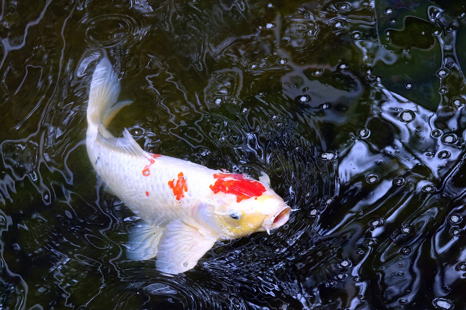 陳永鑑_錦鯉遊蹤_20220207g.jpg