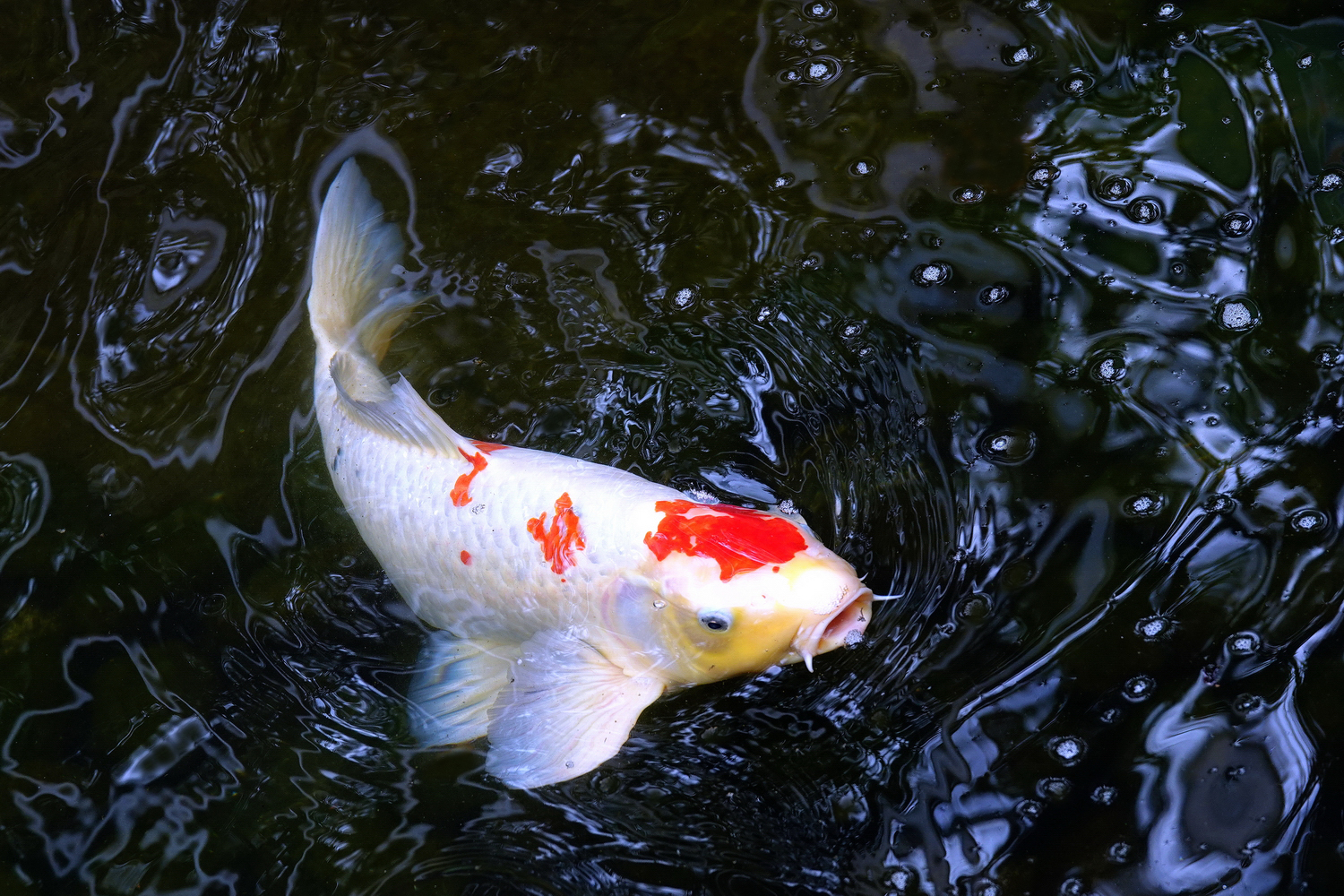 陳永鑑_錦鯉遊蹤_20220207f.jpg