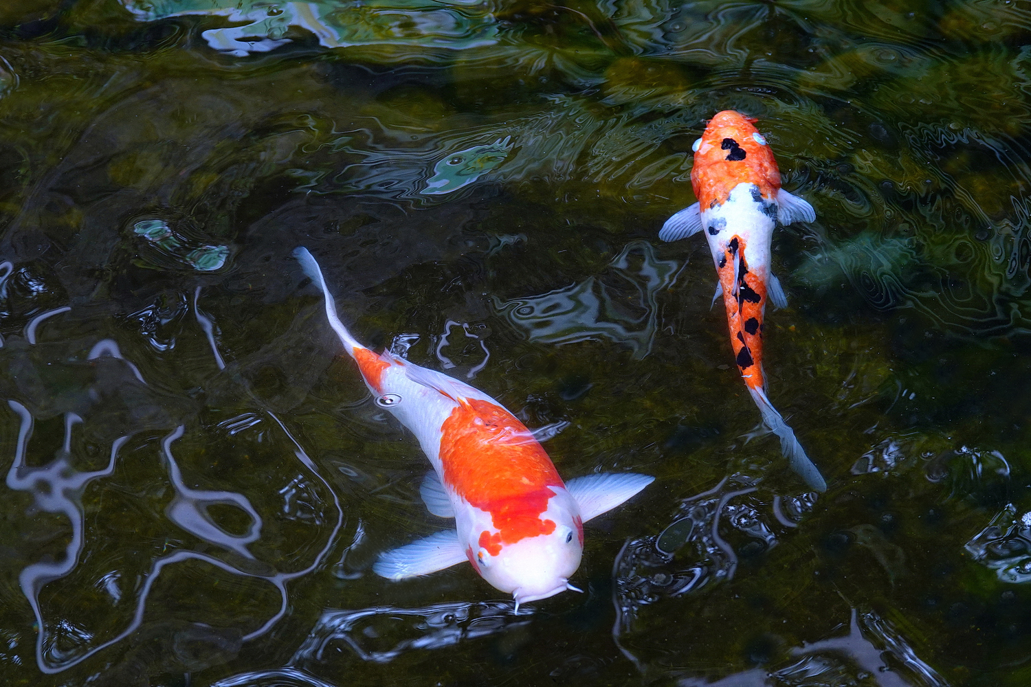 陳永鑑_錦鯉遊蹤_20220207e.jpg