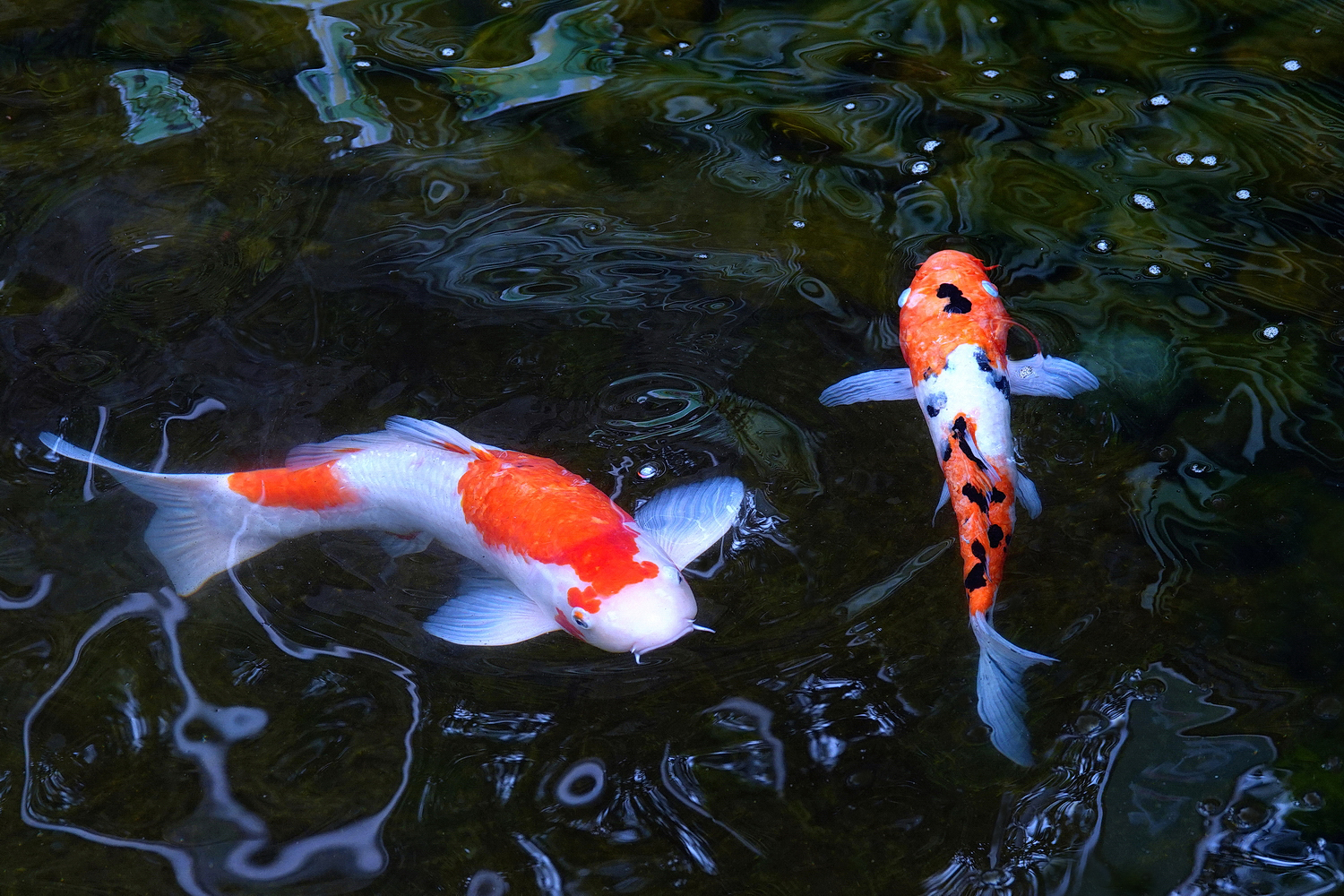 陳永鑑_錦鯉遊蹤_20220207d.jpg