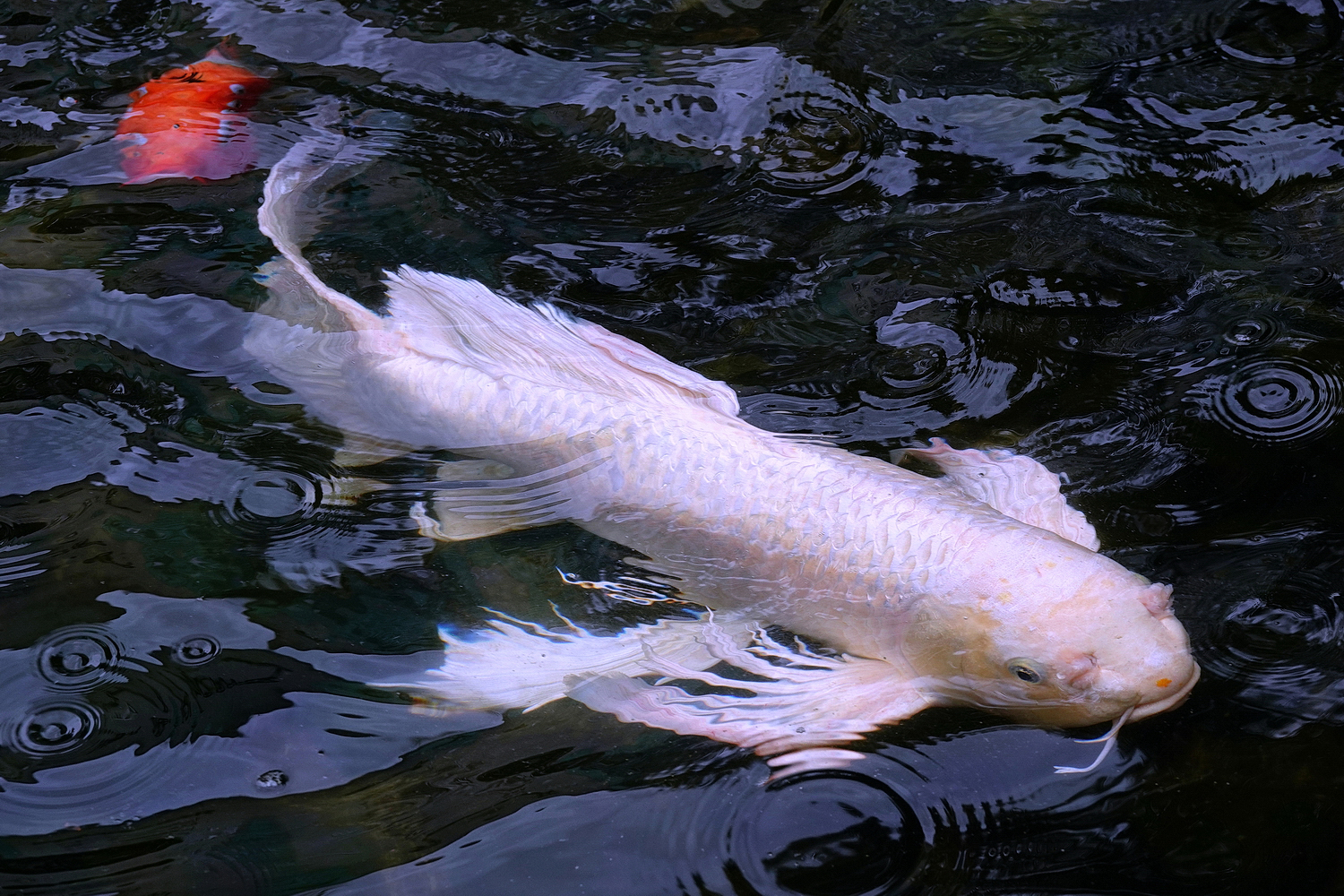 陳永鑑_錦鯉遊蹤_20220207c.jpg