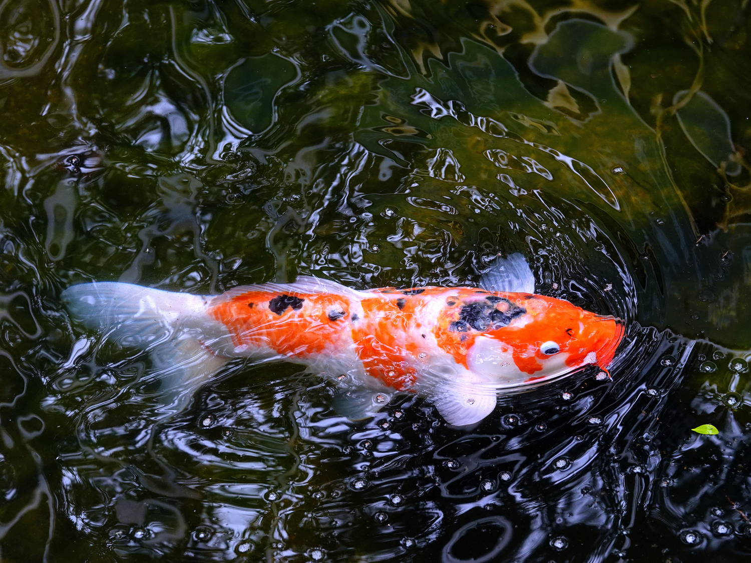 陳永鑑_錦鯉遊蹤_20220207l.jpg
