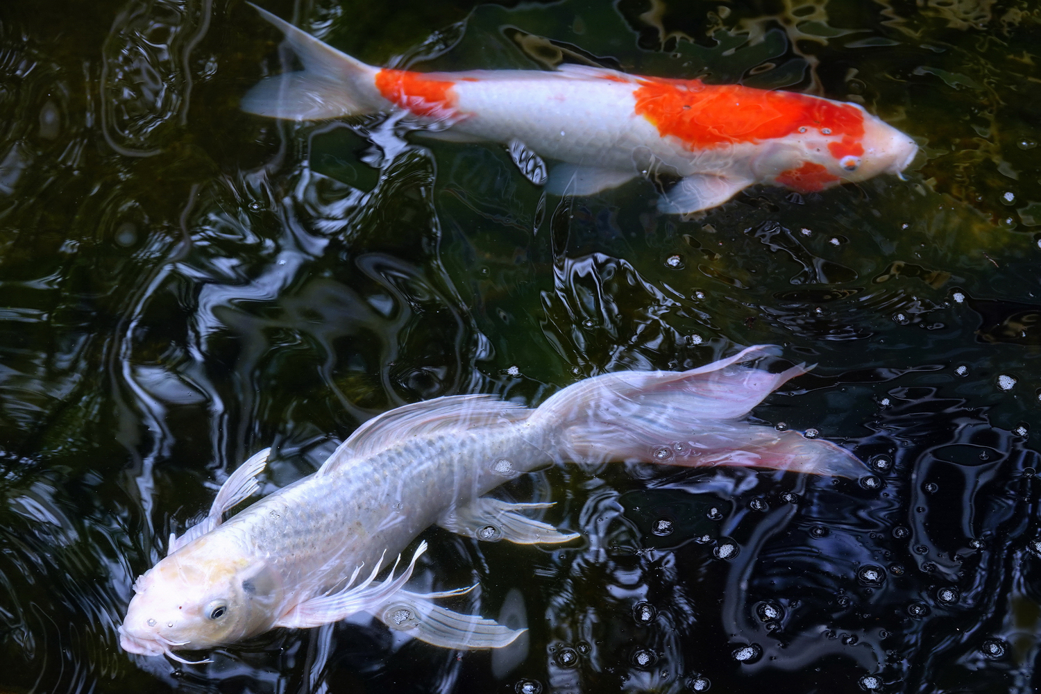 陳永鑑_錦鯉遊蹤_20220207j.jpg