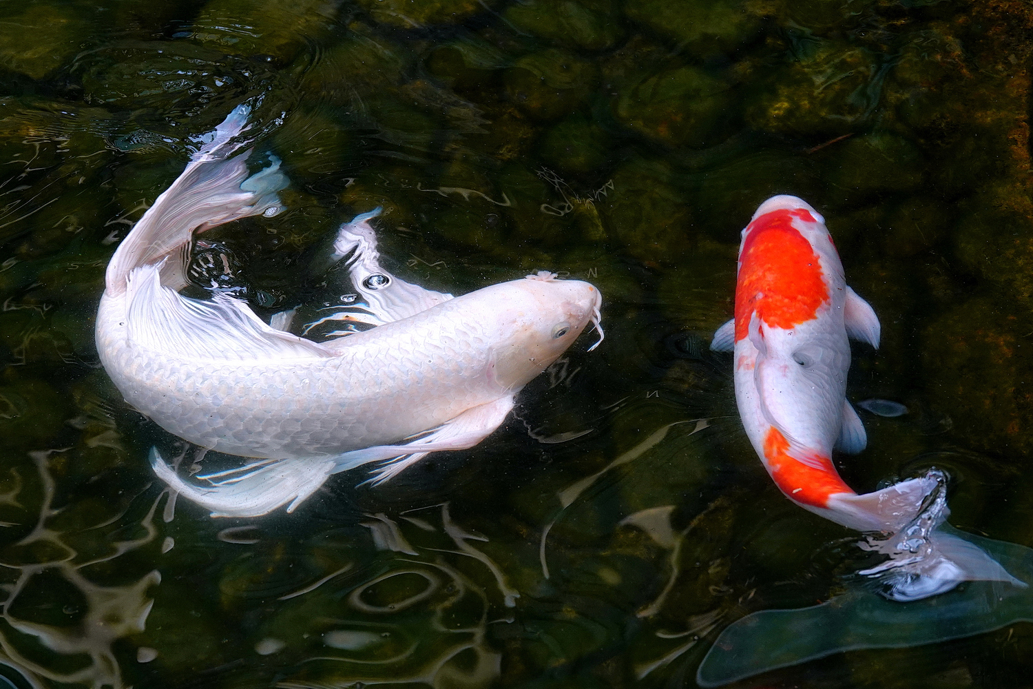 陳永鑑_錦鯉遊蹤_20220208b.jpg