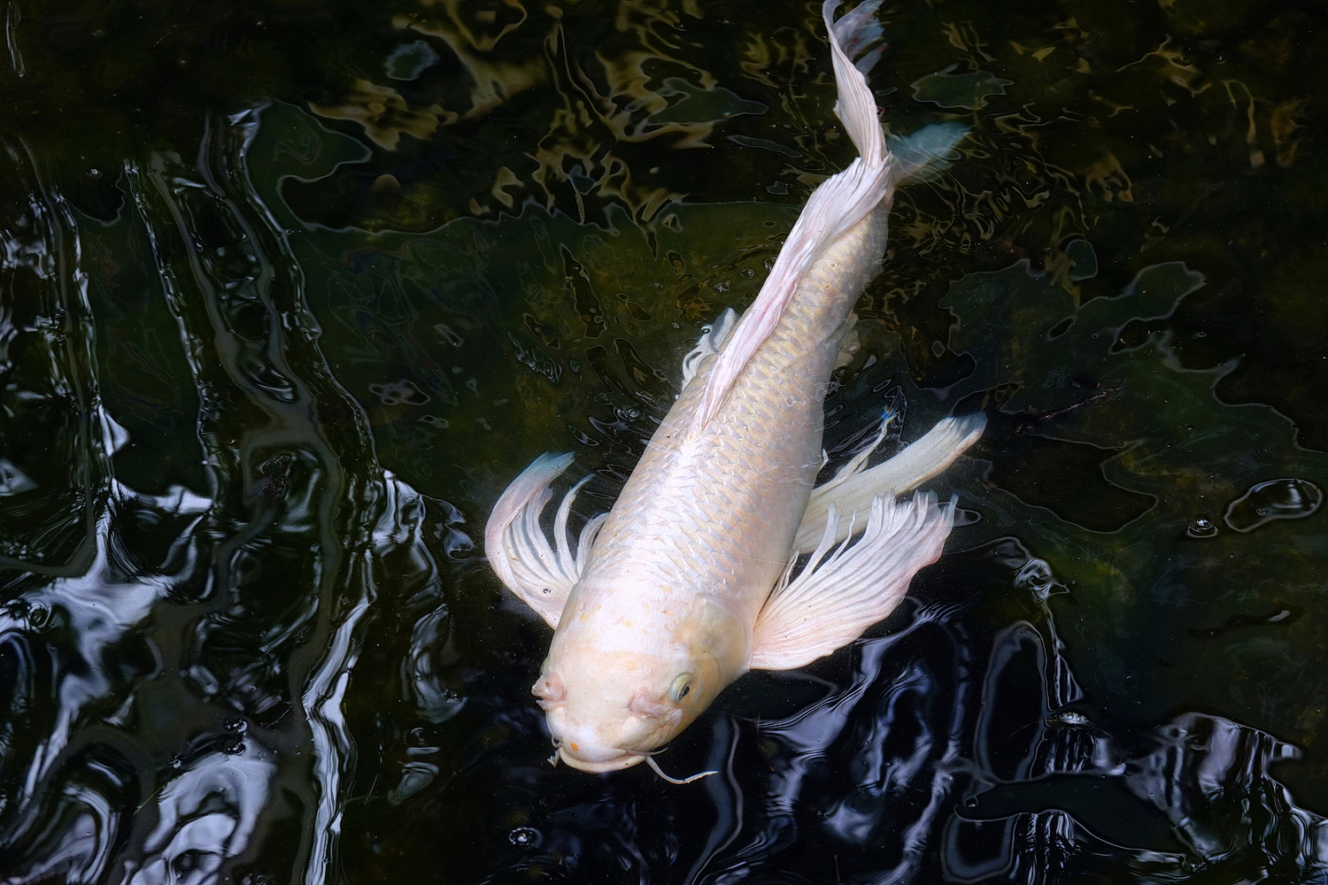 陳永鑑_錦鯉遊蹤_20220208a.jpg