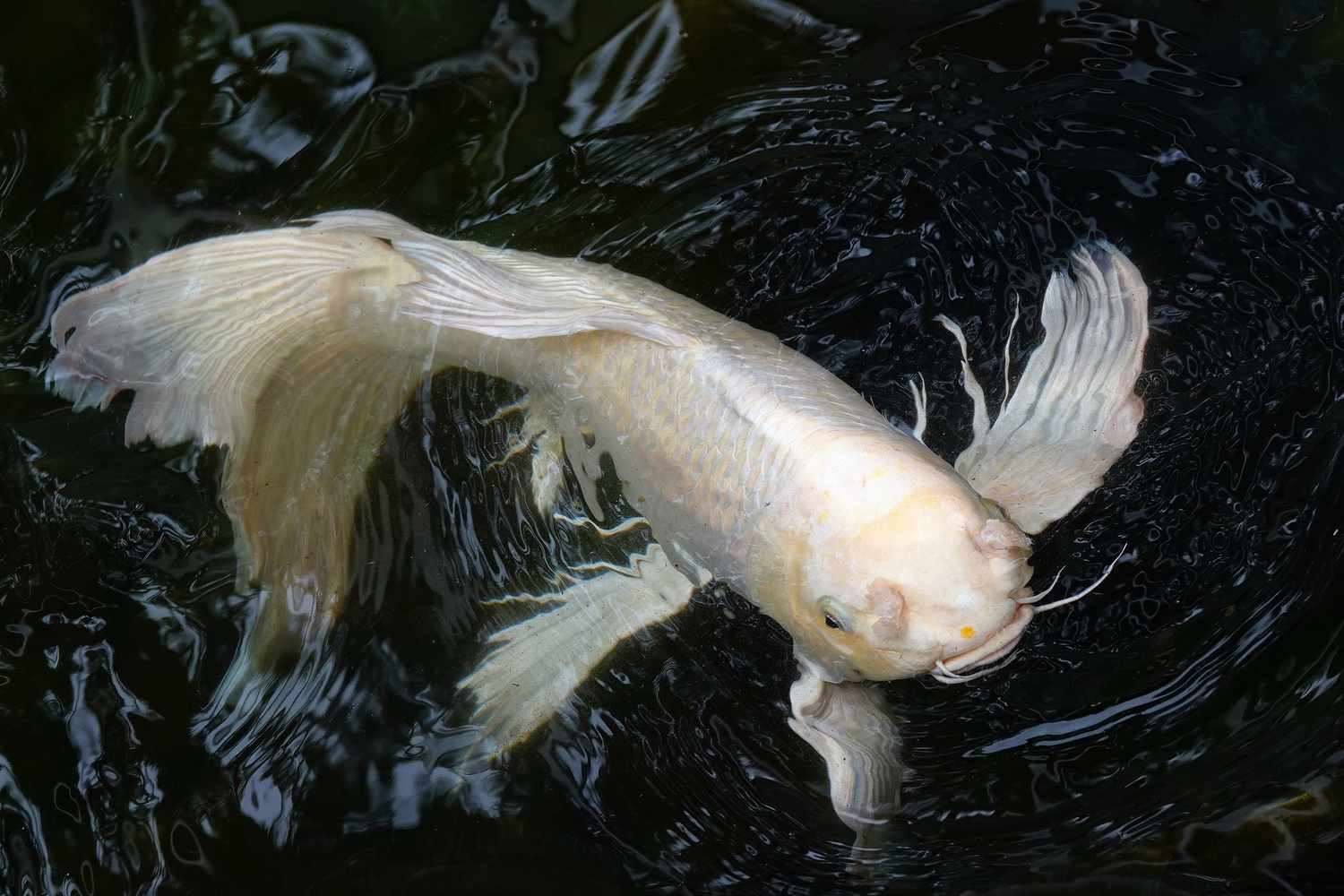 陳永鑑_錦鯉遊蹤_20220208n.jpg