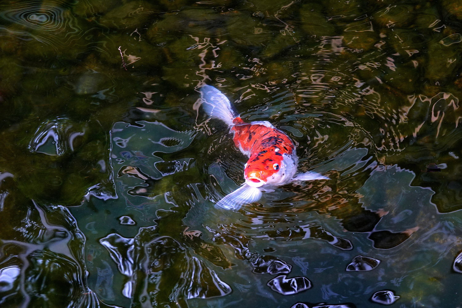 陳永鑑_錦鯉遊蹤_20220208i.jpg