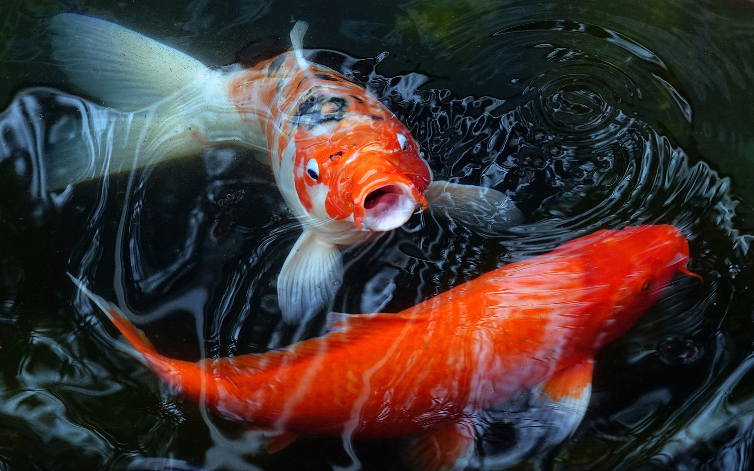 陳永鑑_錦鯉遊蹤_20220208x.jpg