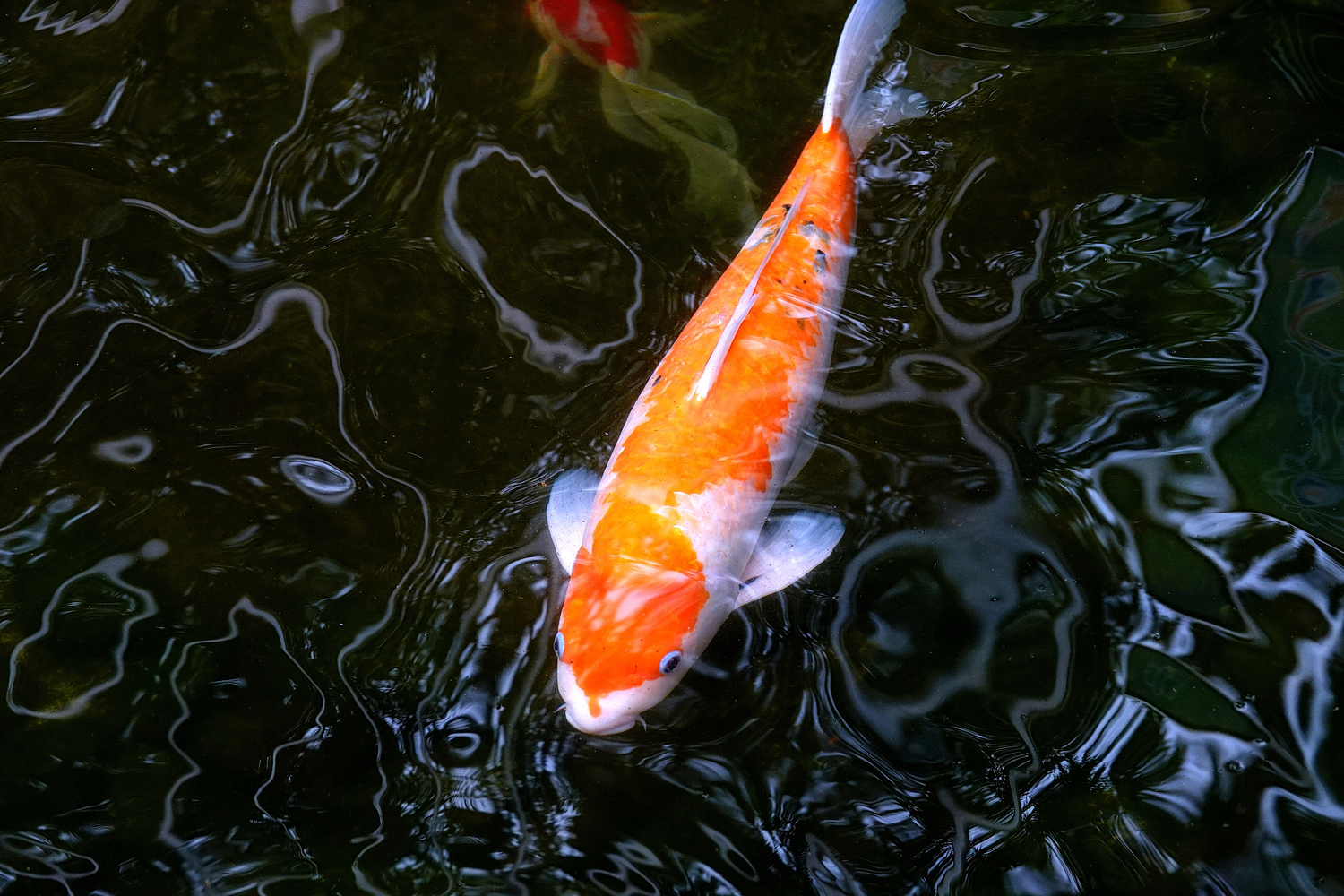 陳永鑑_錦鯉遊蹤_20220208t.jpg