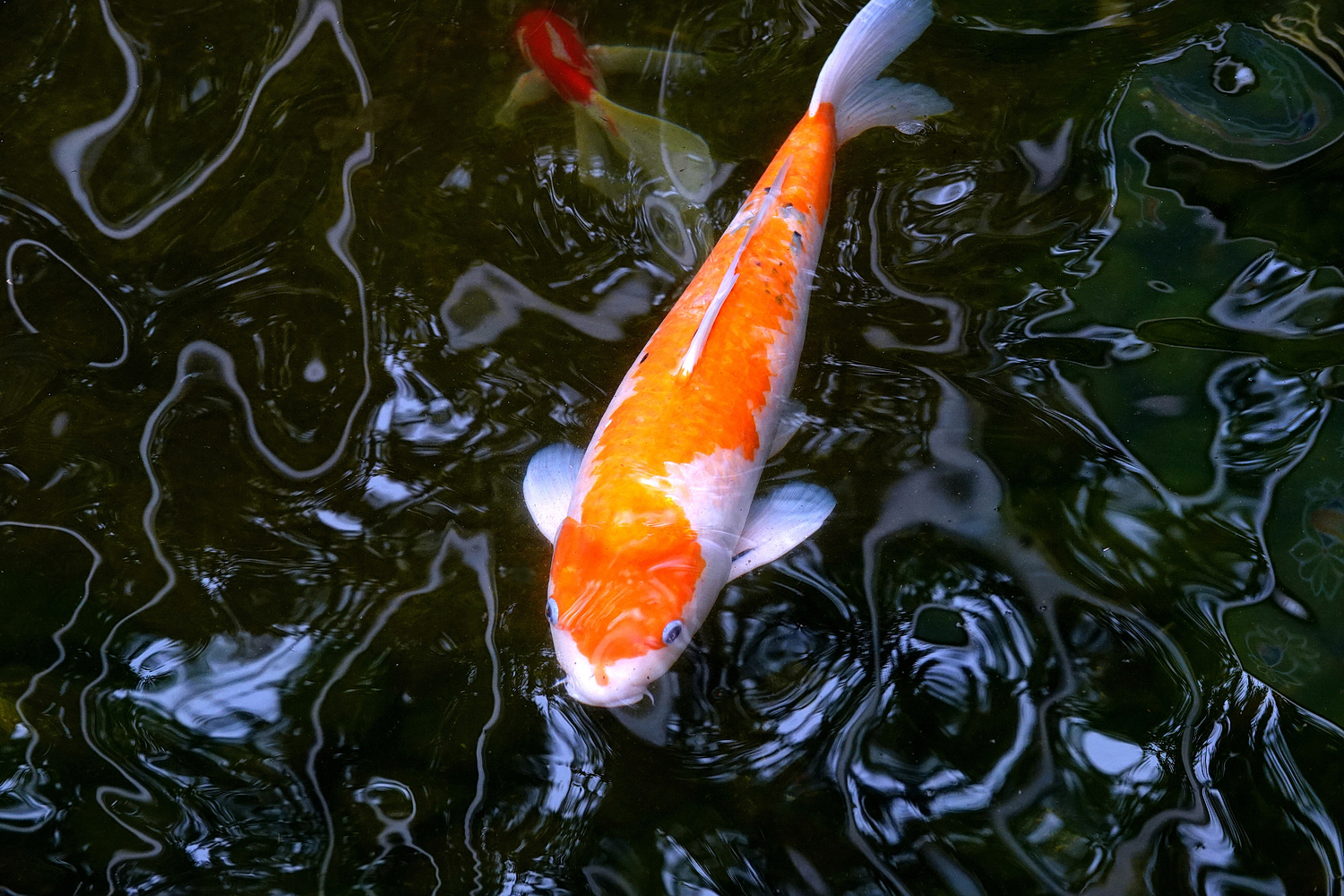 陳永鑑_錦鯉遊蹤_20220208s.jpg