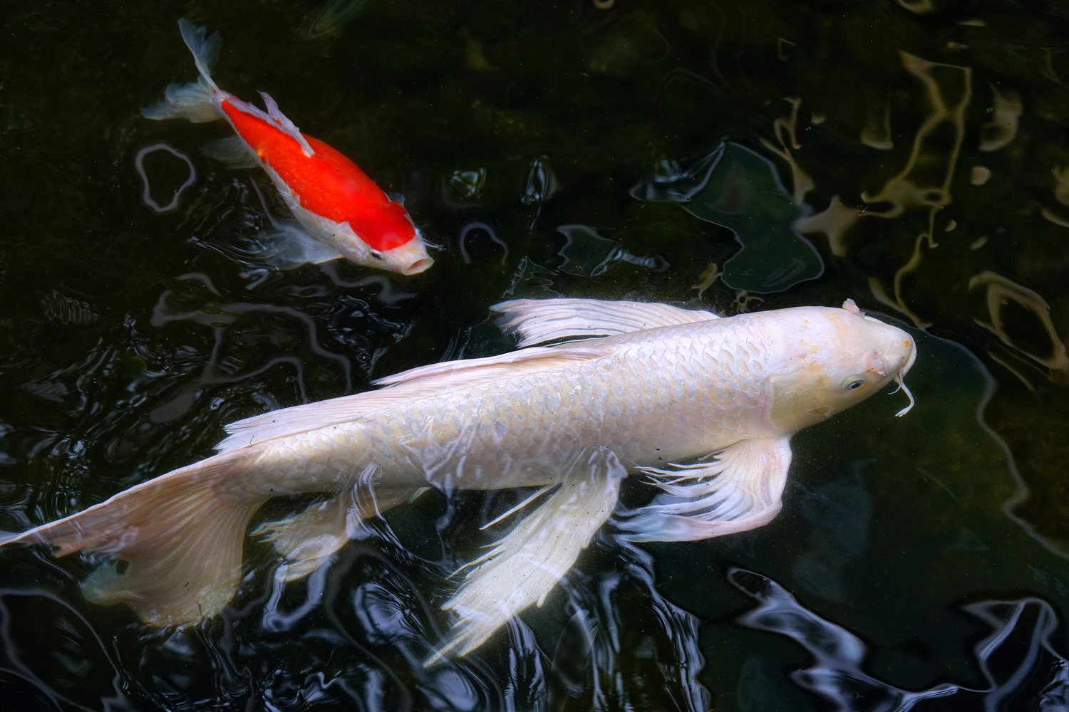 陳永鑑_錦鯉遊蹤_20220209g1.jpg