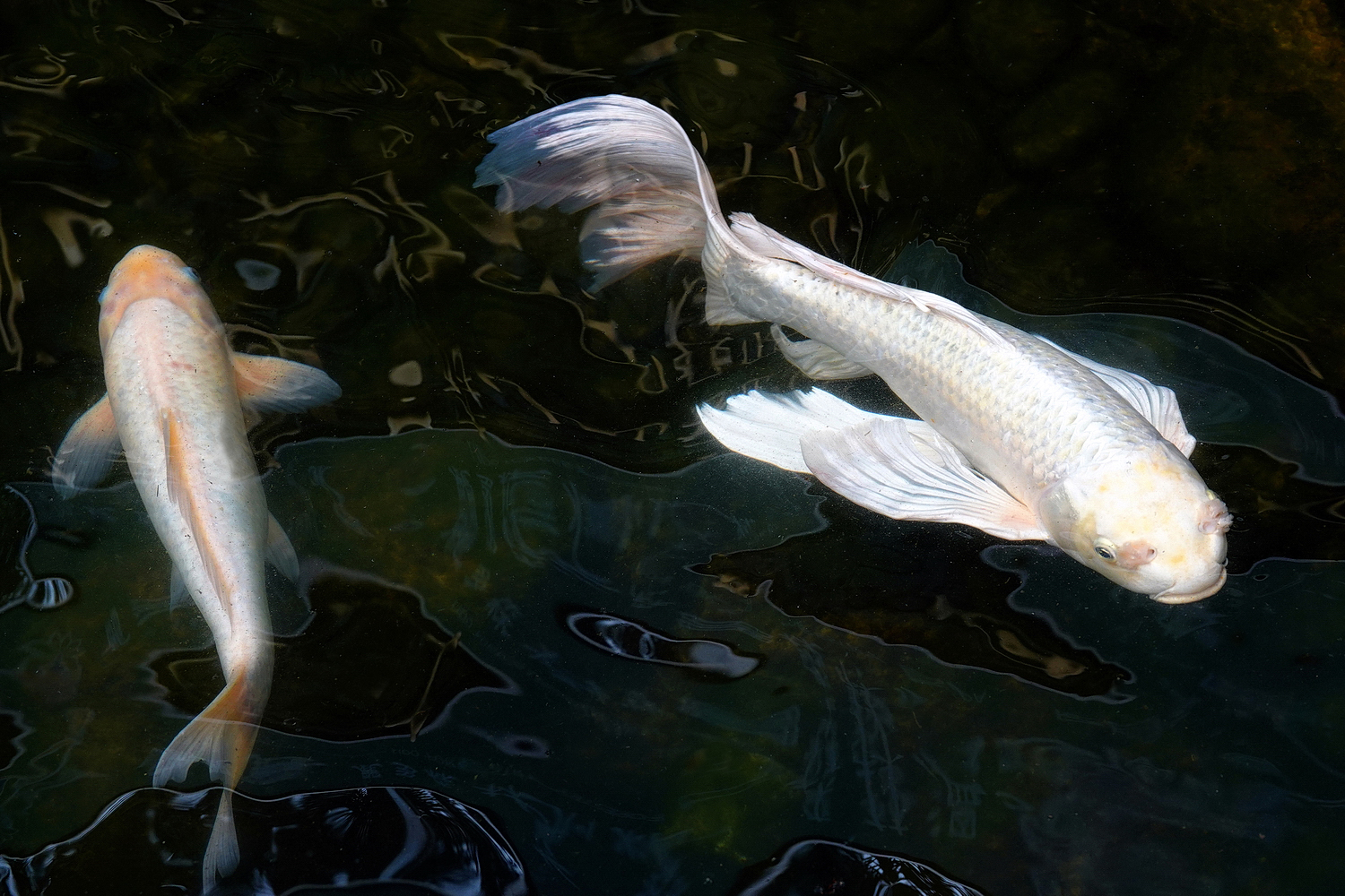 陳永鑑_錦鯉遊蹤_20220209e.jpg